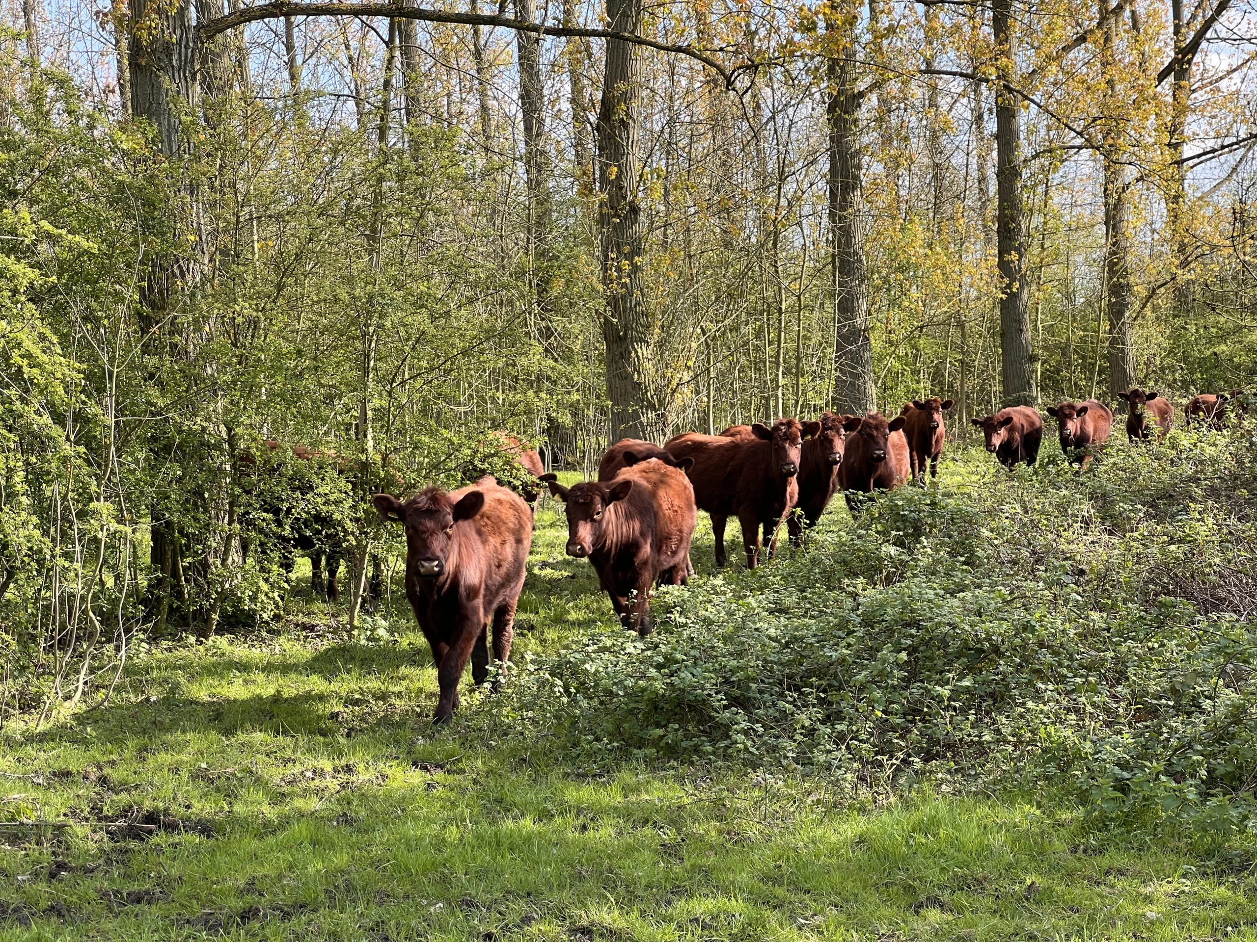 red cows in the woods at doddington hall