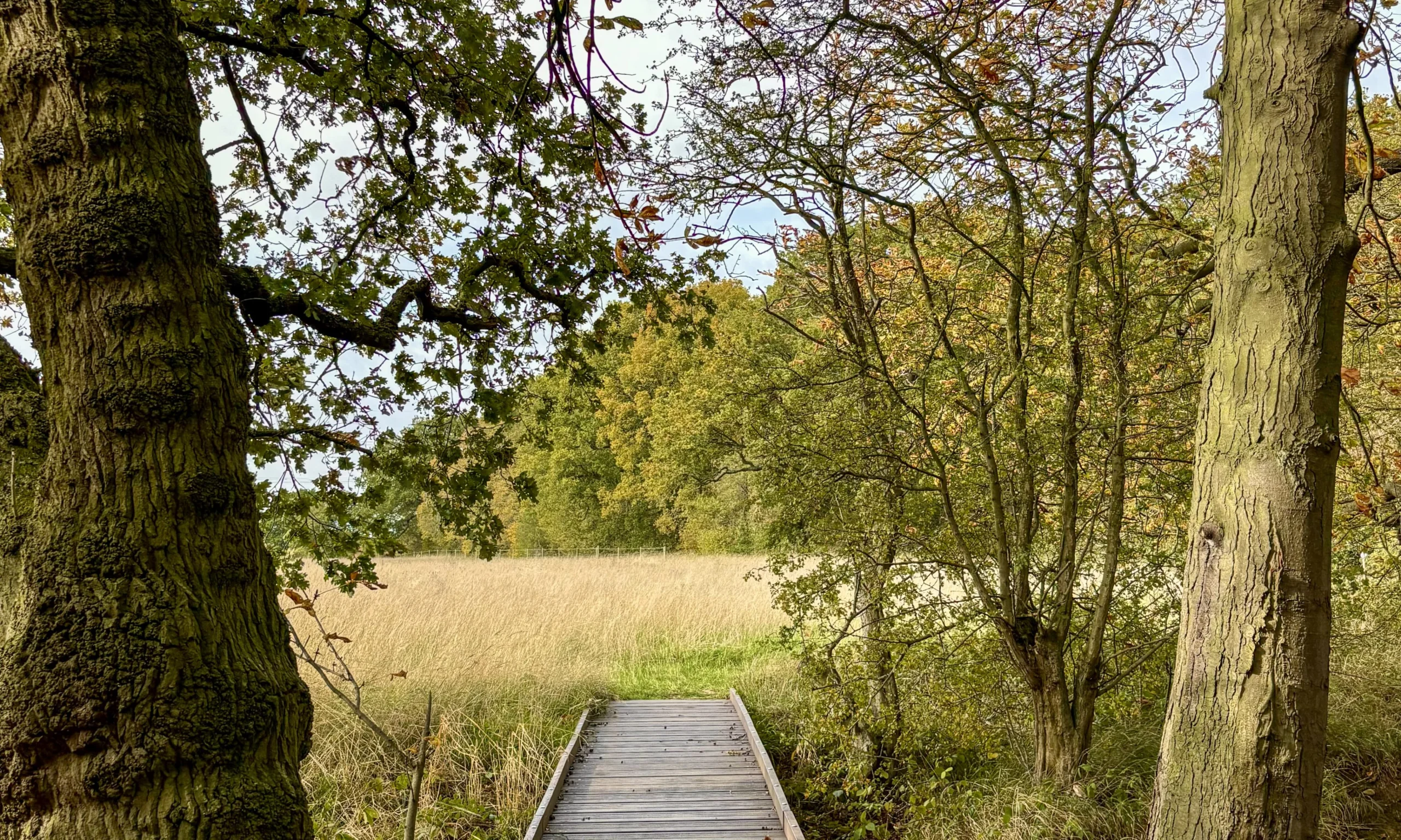 a wooden bridge through trees at doddington estate