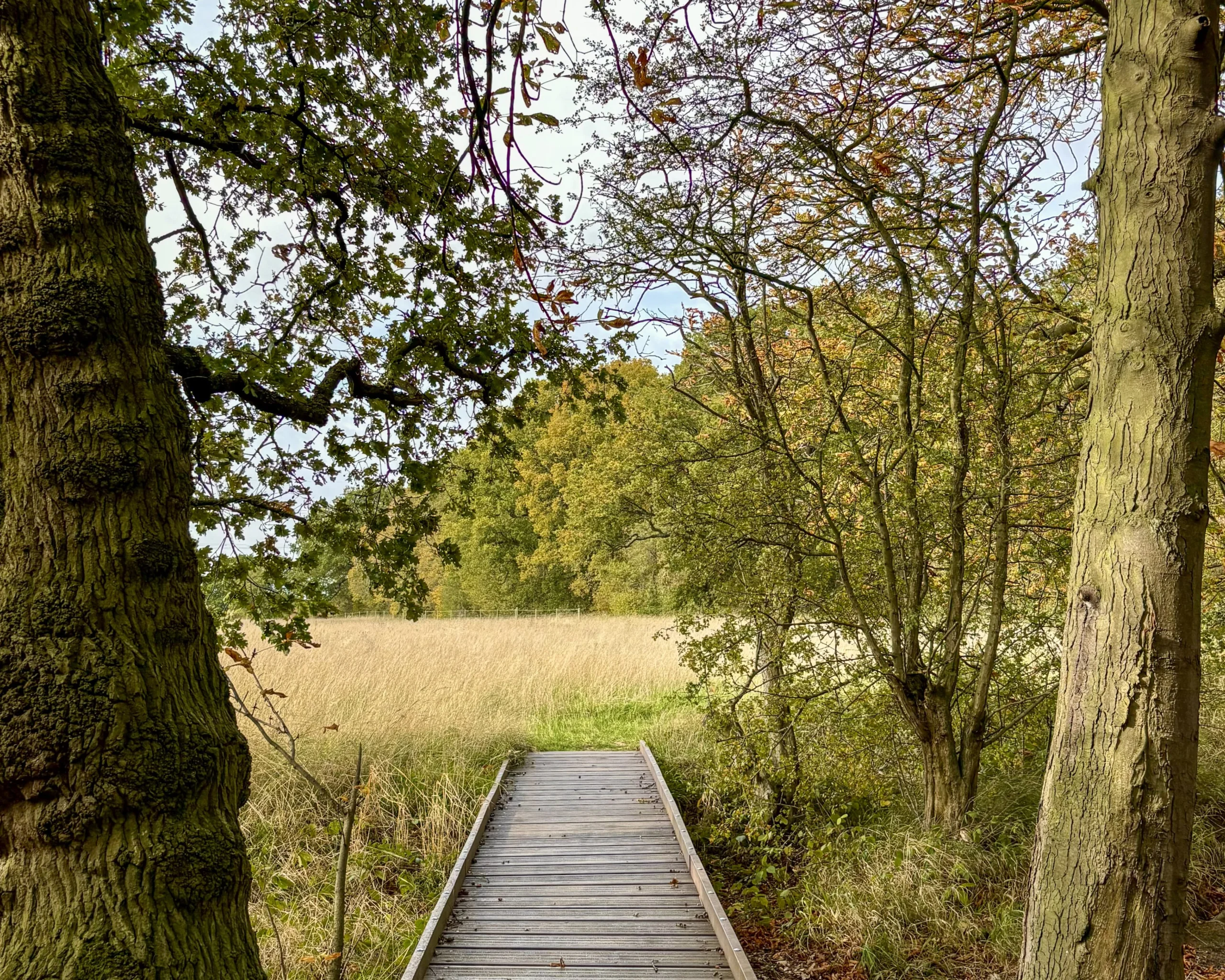a wooden bridge through trees at doddington estate