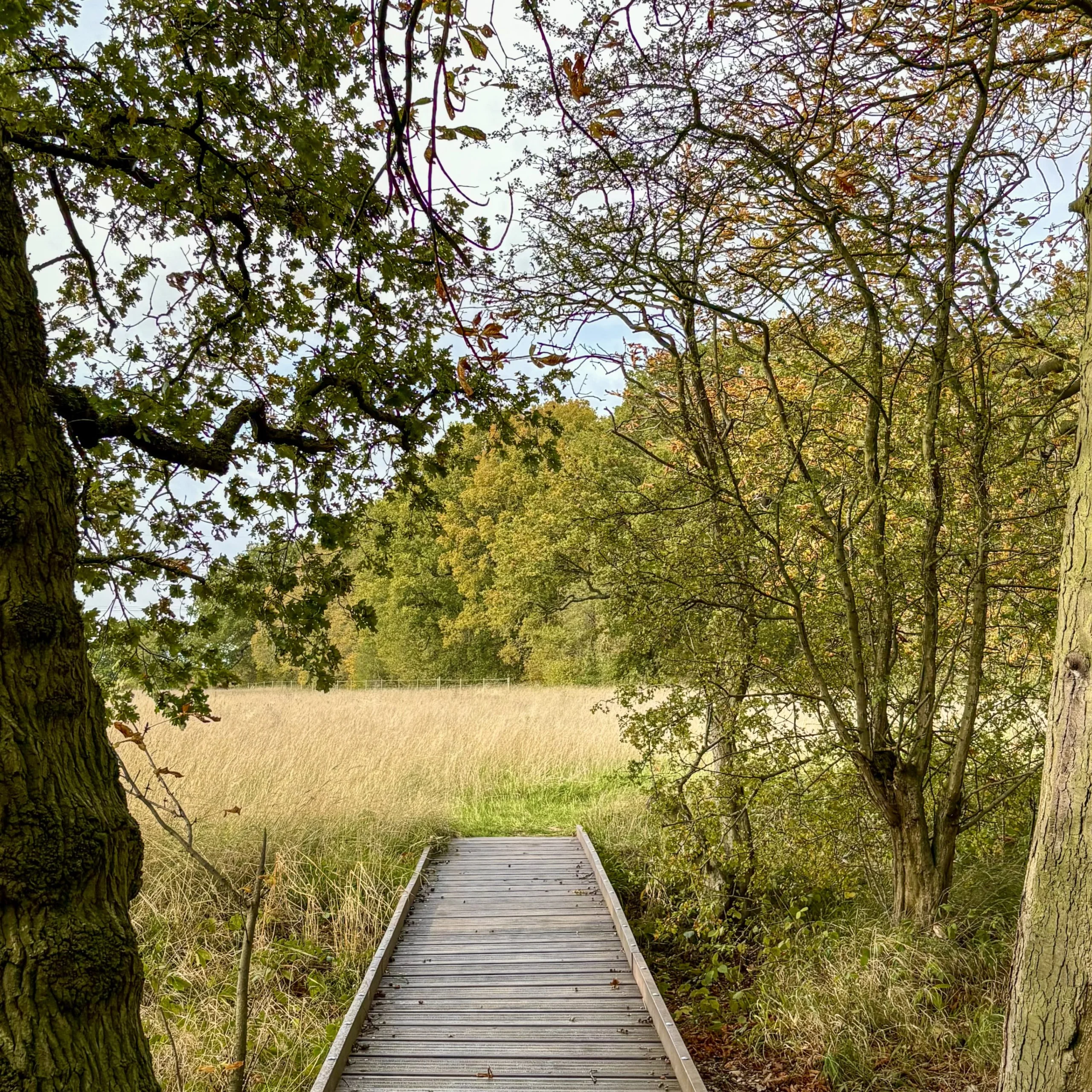 a wooden bridge through trees at doddington estate
