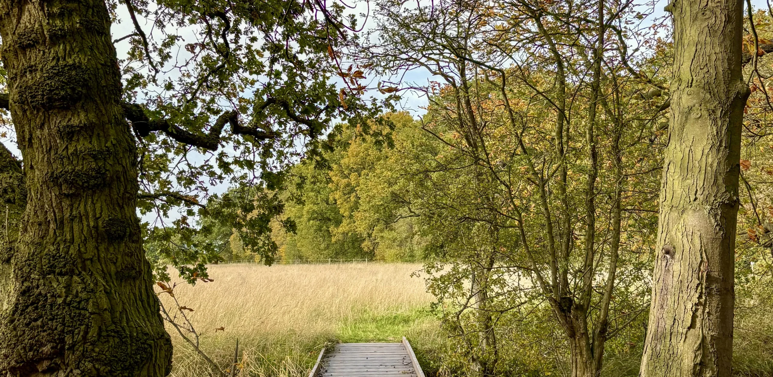 a wooden bridge through trees at doddington estate