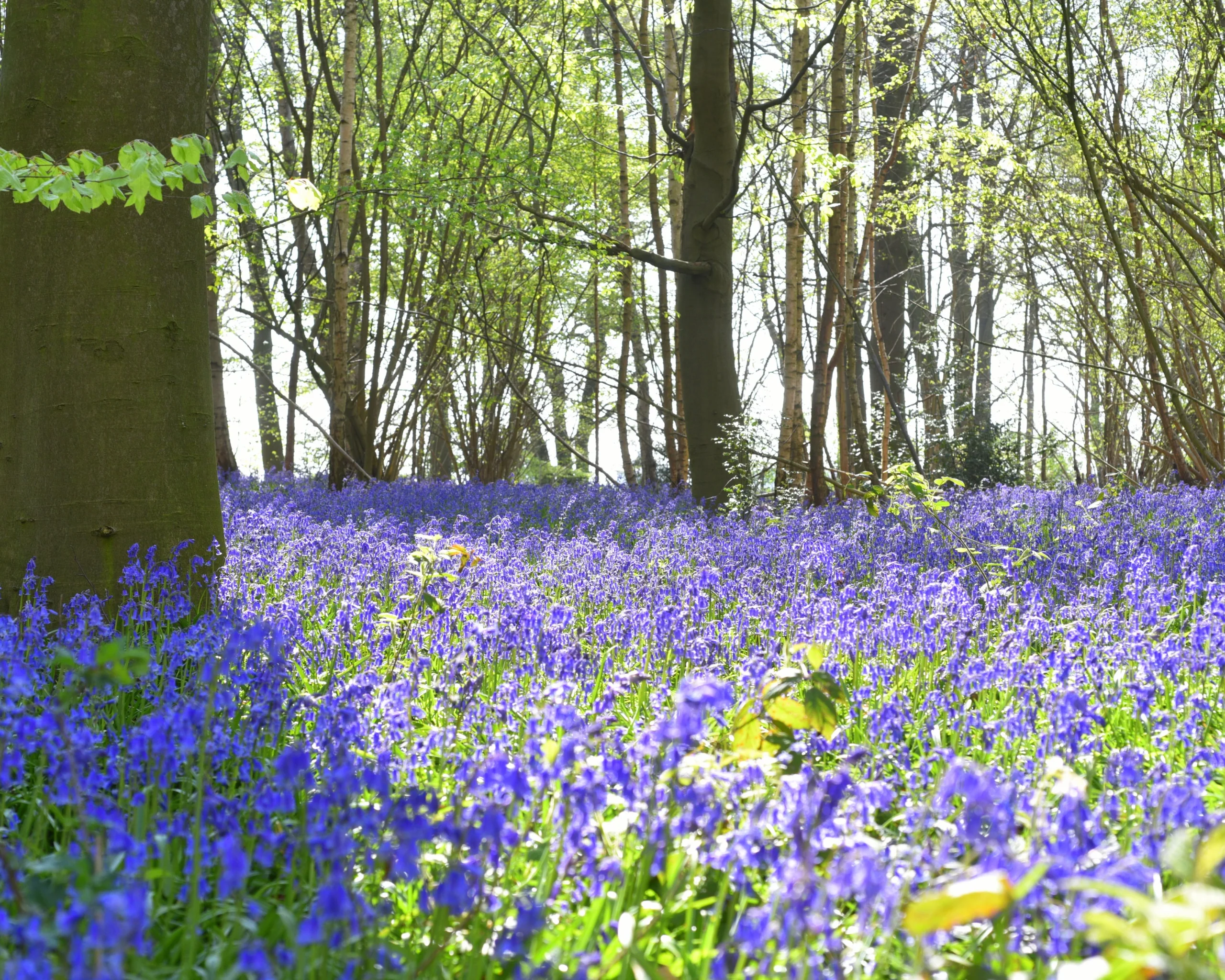 bluebell woods at strunch hill doddington hall