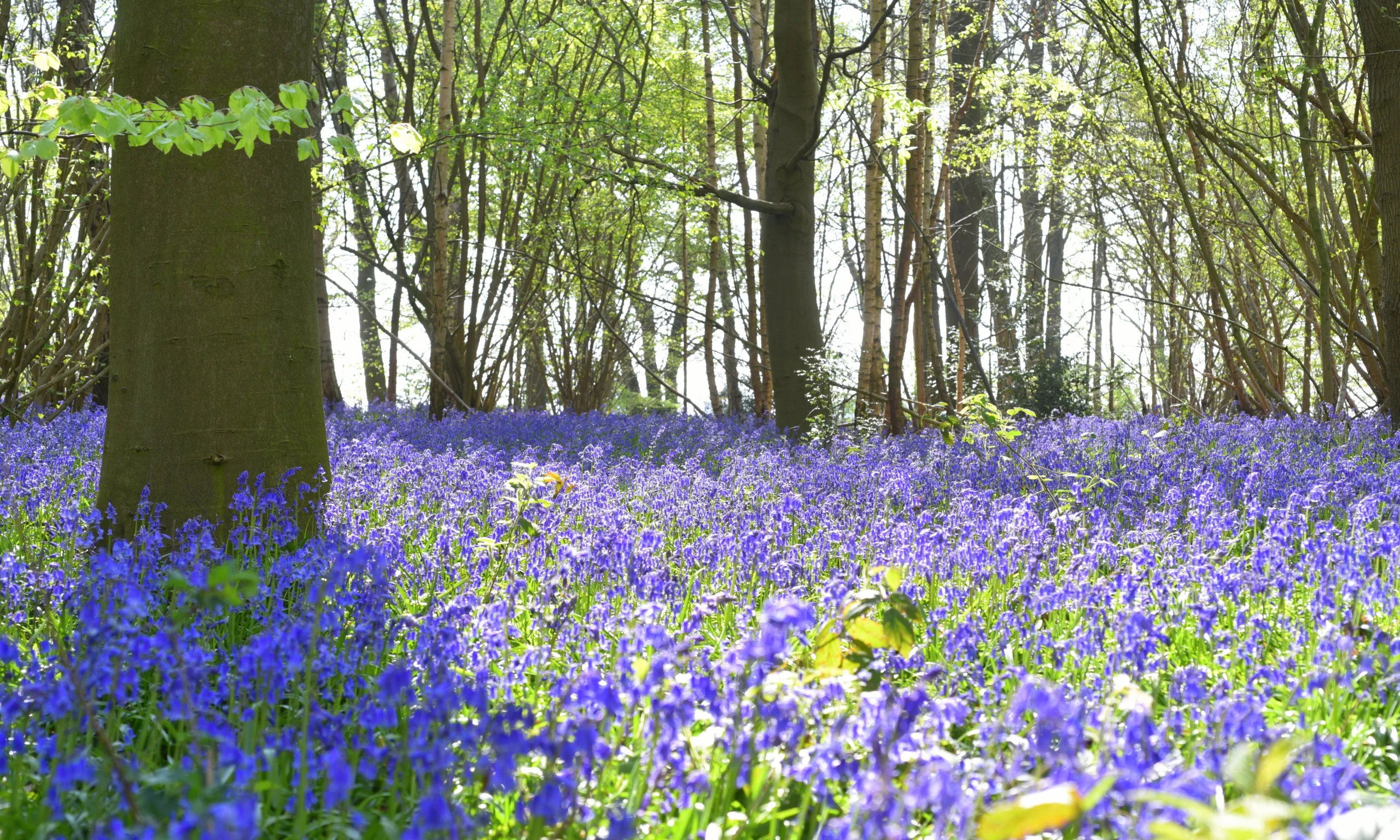 bluebell woods at strunch hill doddington hall