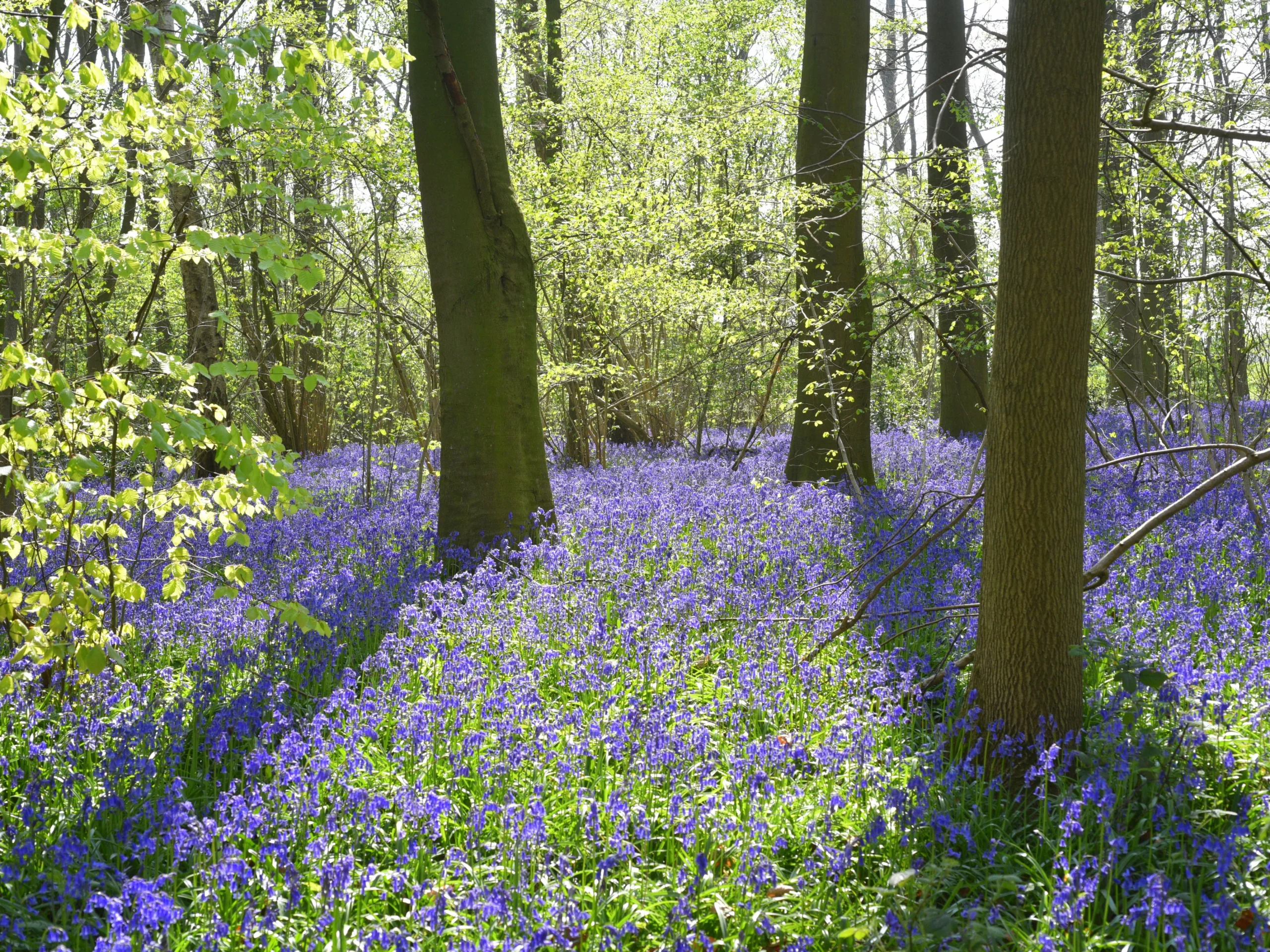 bluebell woods at strunch hill doddington hall