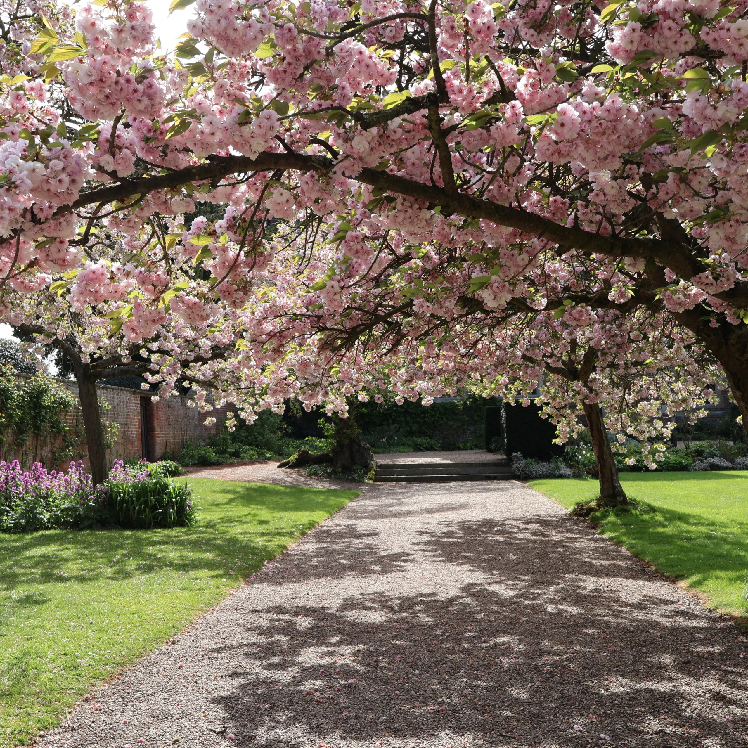 cherry blossom in the ground of doddington estate