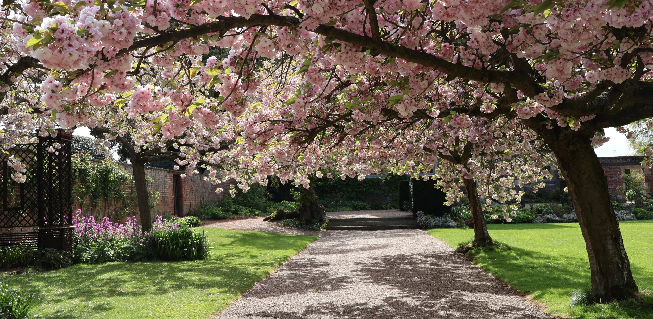 cherry blossom in the ground of doddington estate