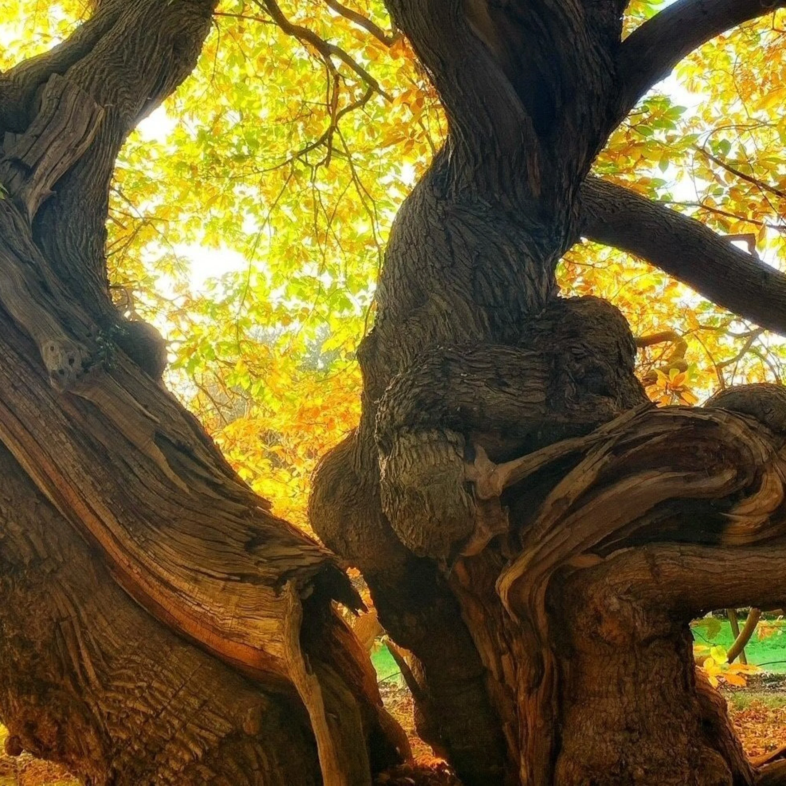 chestnut tree doddington estate