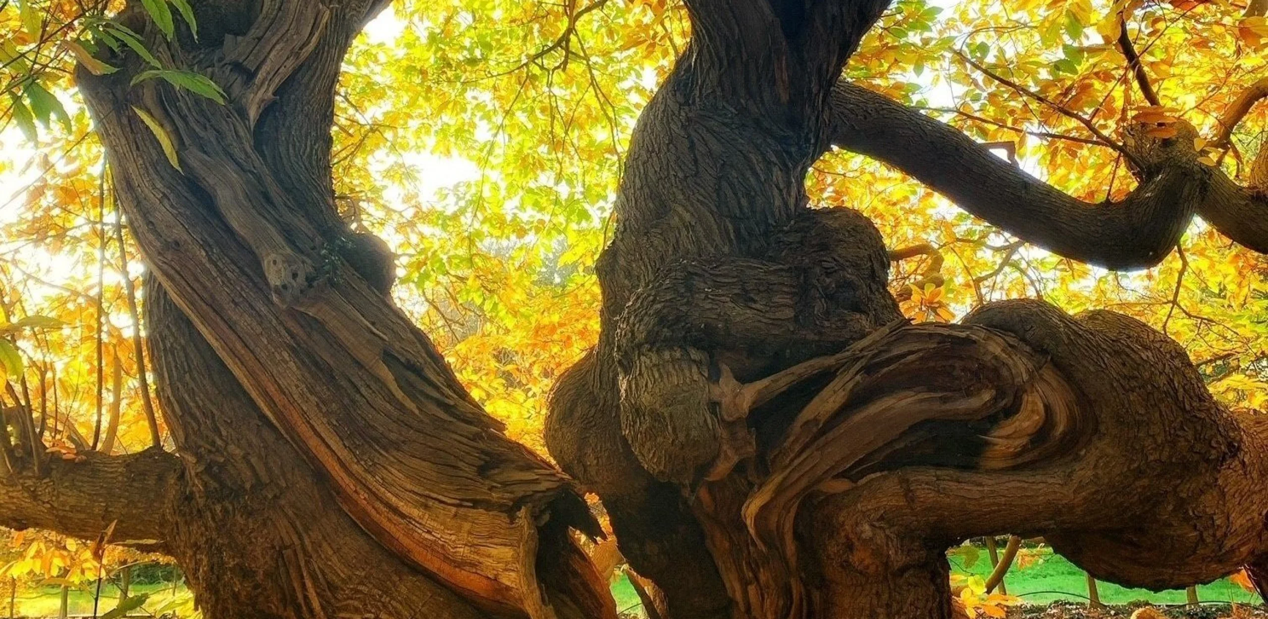 chestnut tree doddington estate
