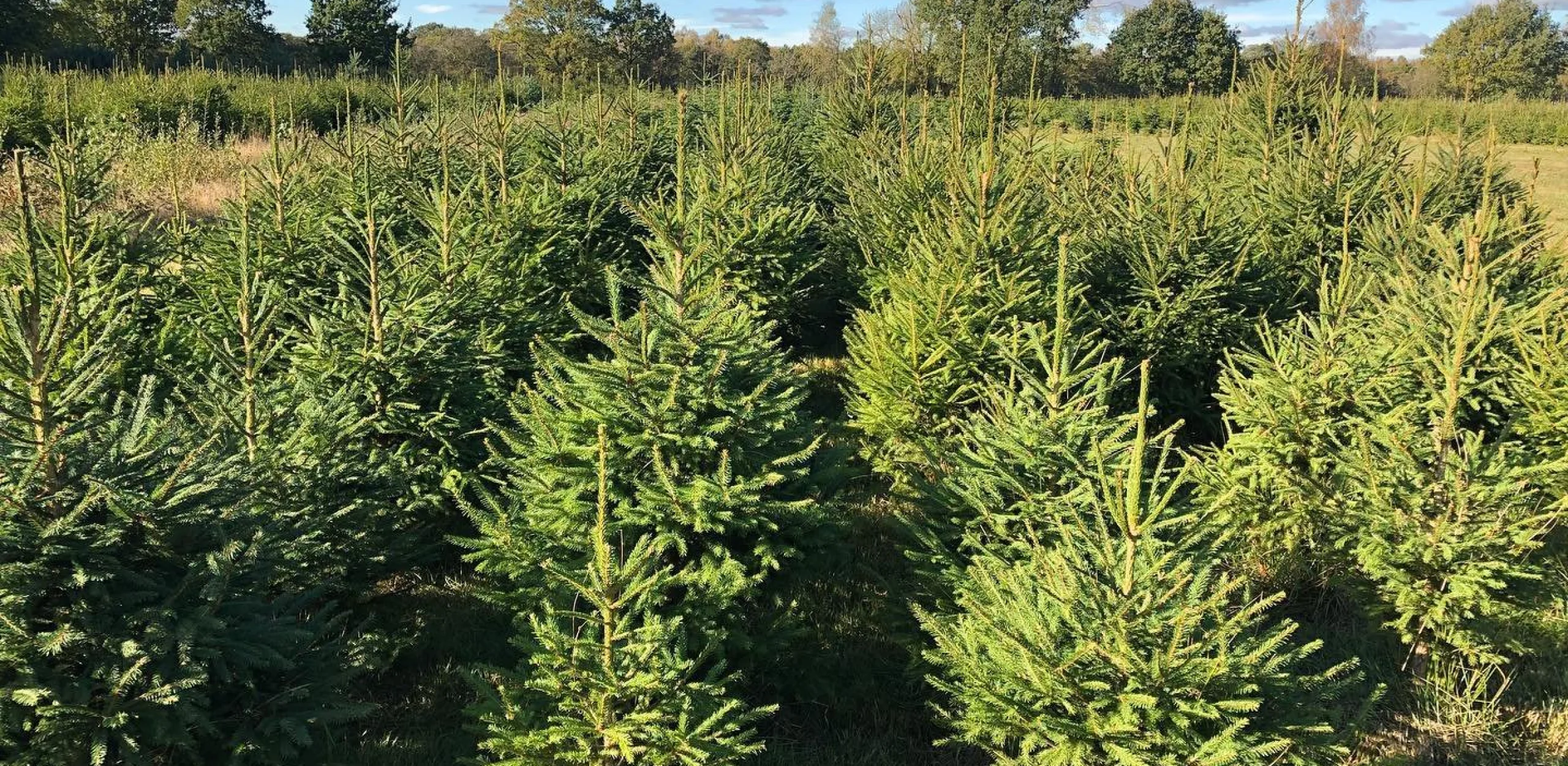 christmas tree field at doddington hall