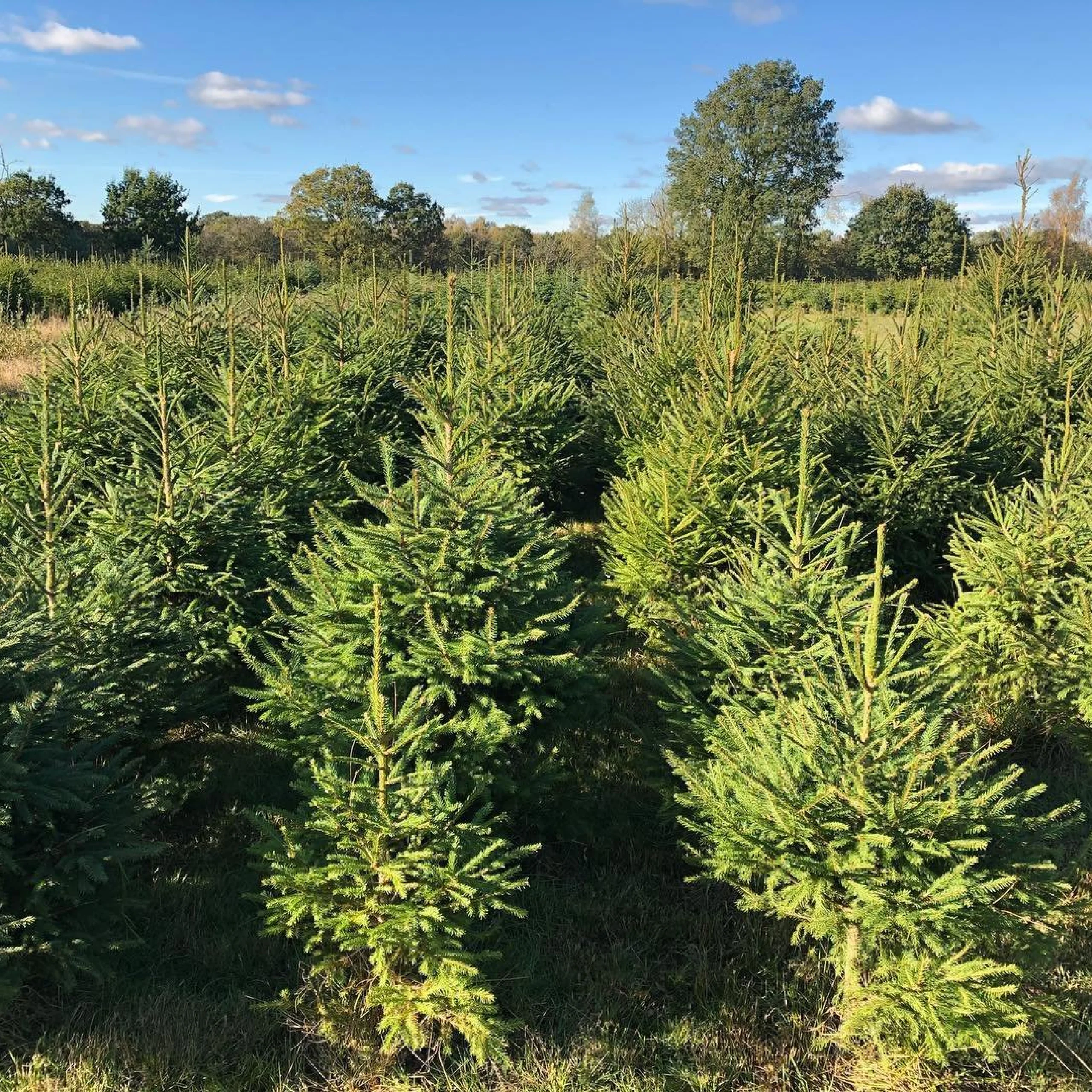 christmas tree field at doddington hall