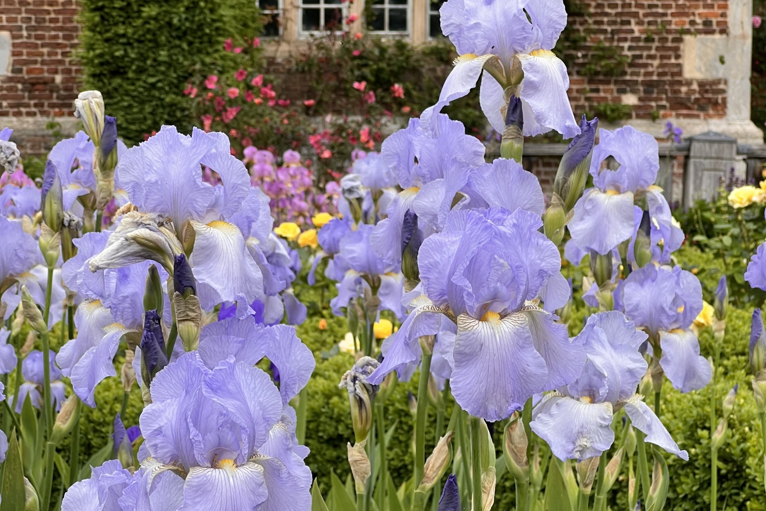 bearded purple irises at doddington hall gardens