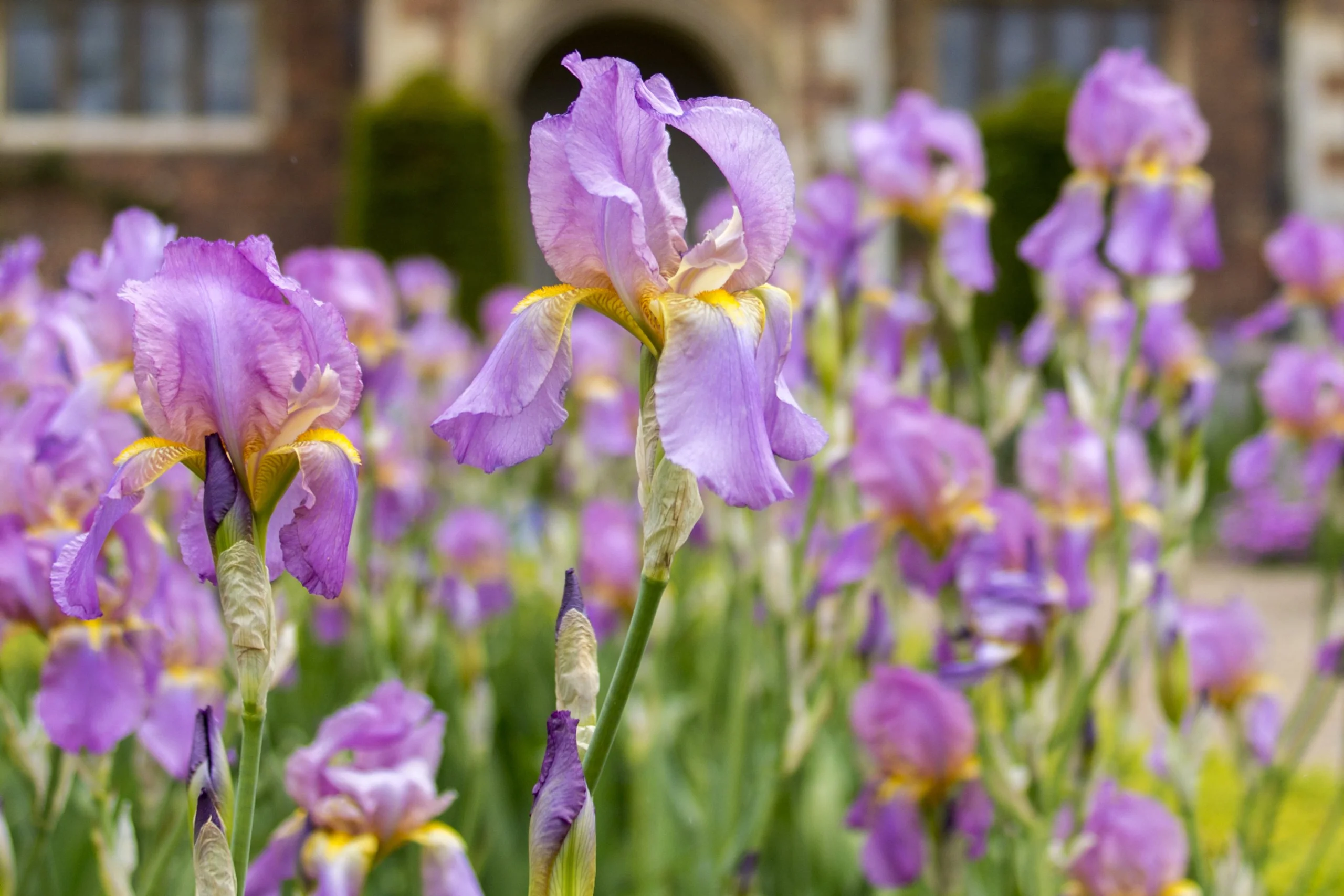 pink bearded irises at doddington hall