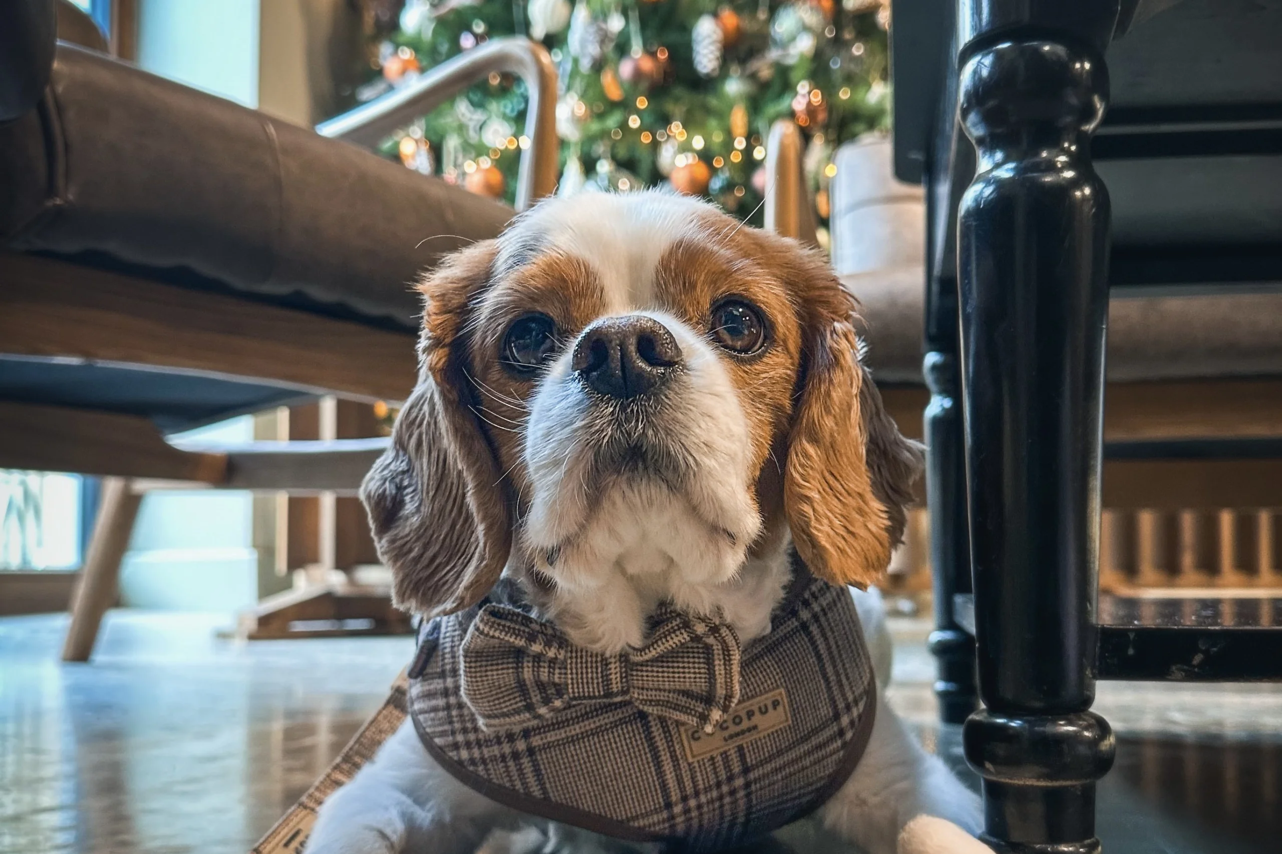 a small dog sat under the table at grain store cafe doddington hall