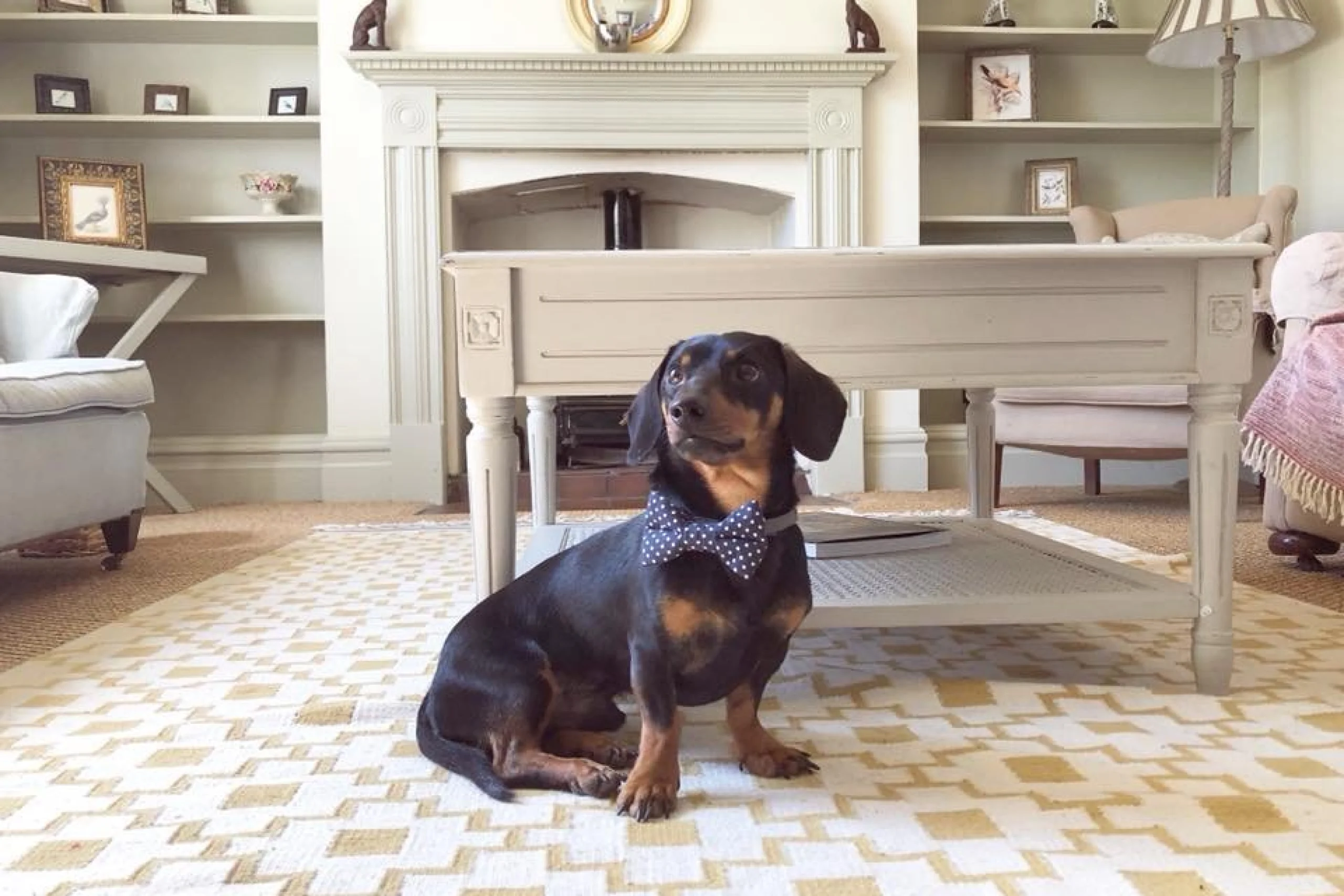 a dog inside one of the holiday cottages at doddington estate