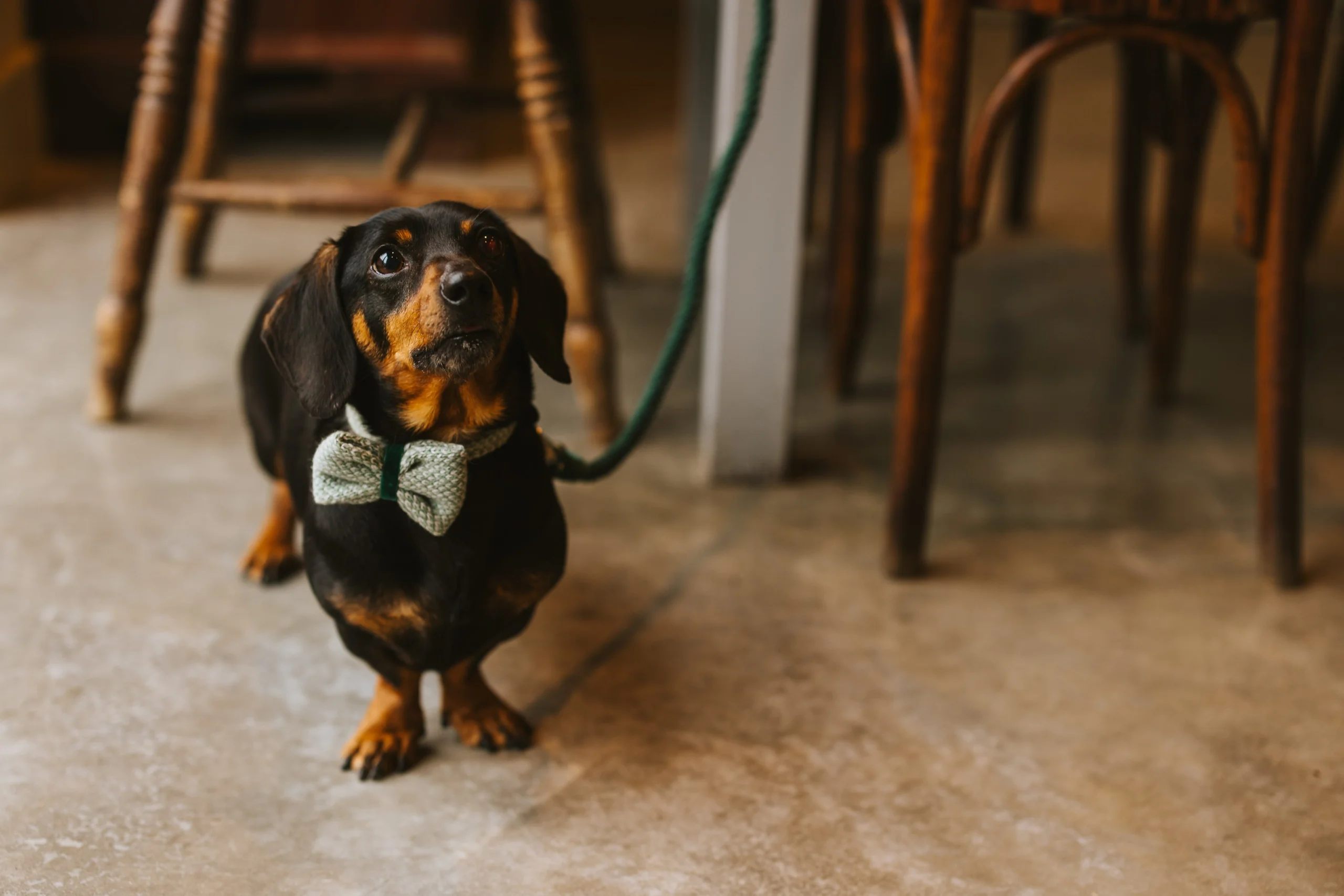 a dog inside grain store cafe doddington hall