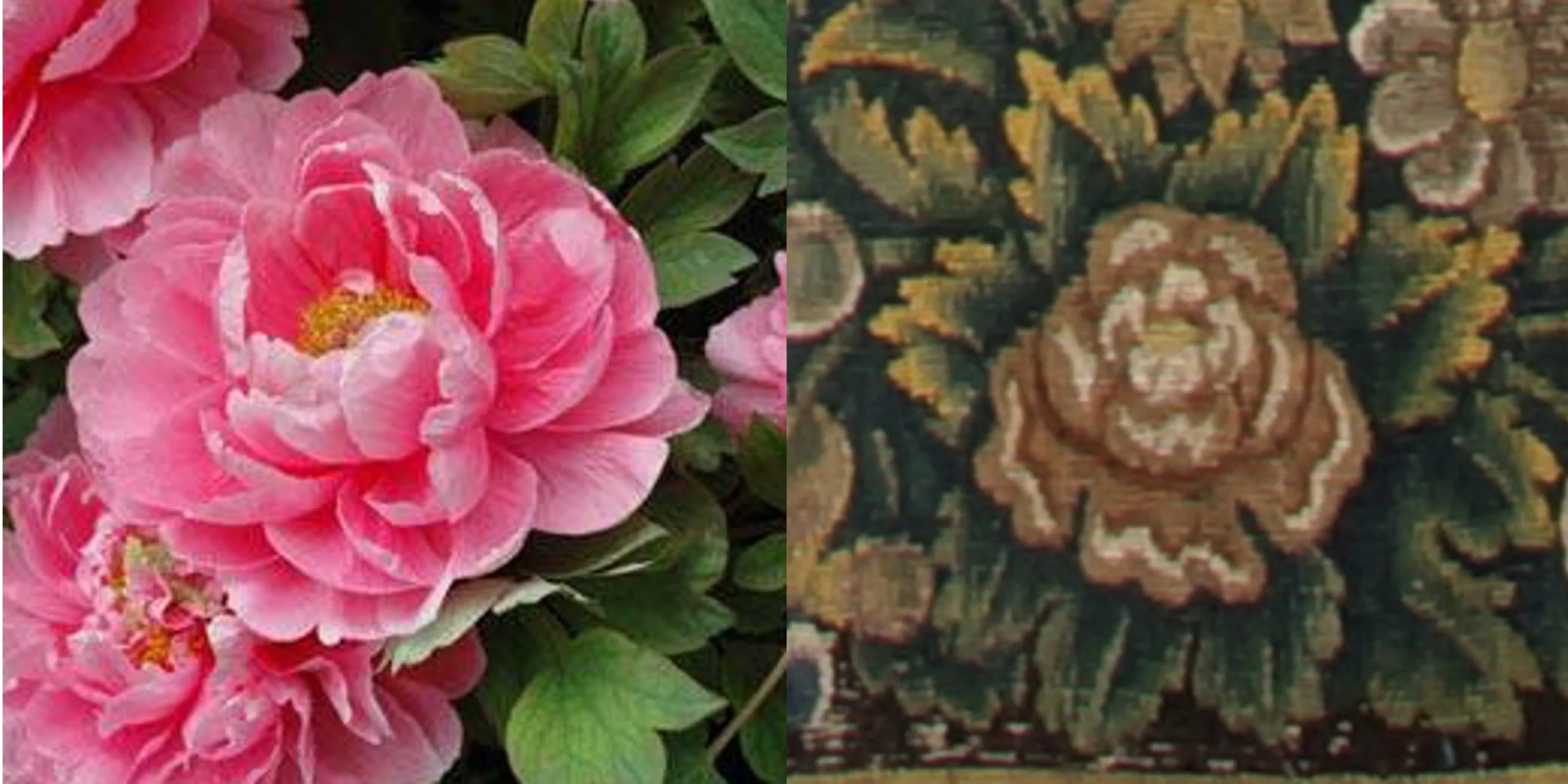 peony flowers