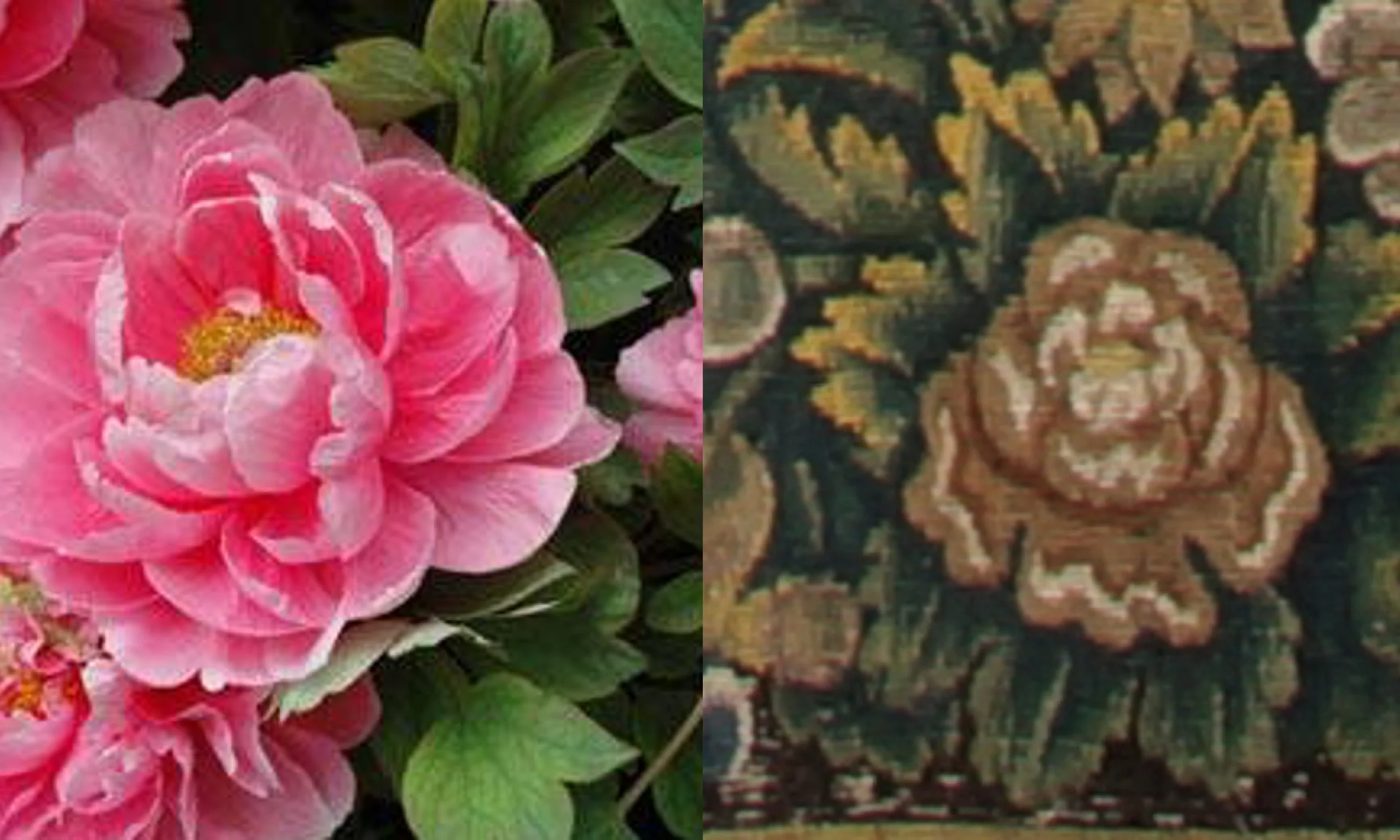 peony flowers