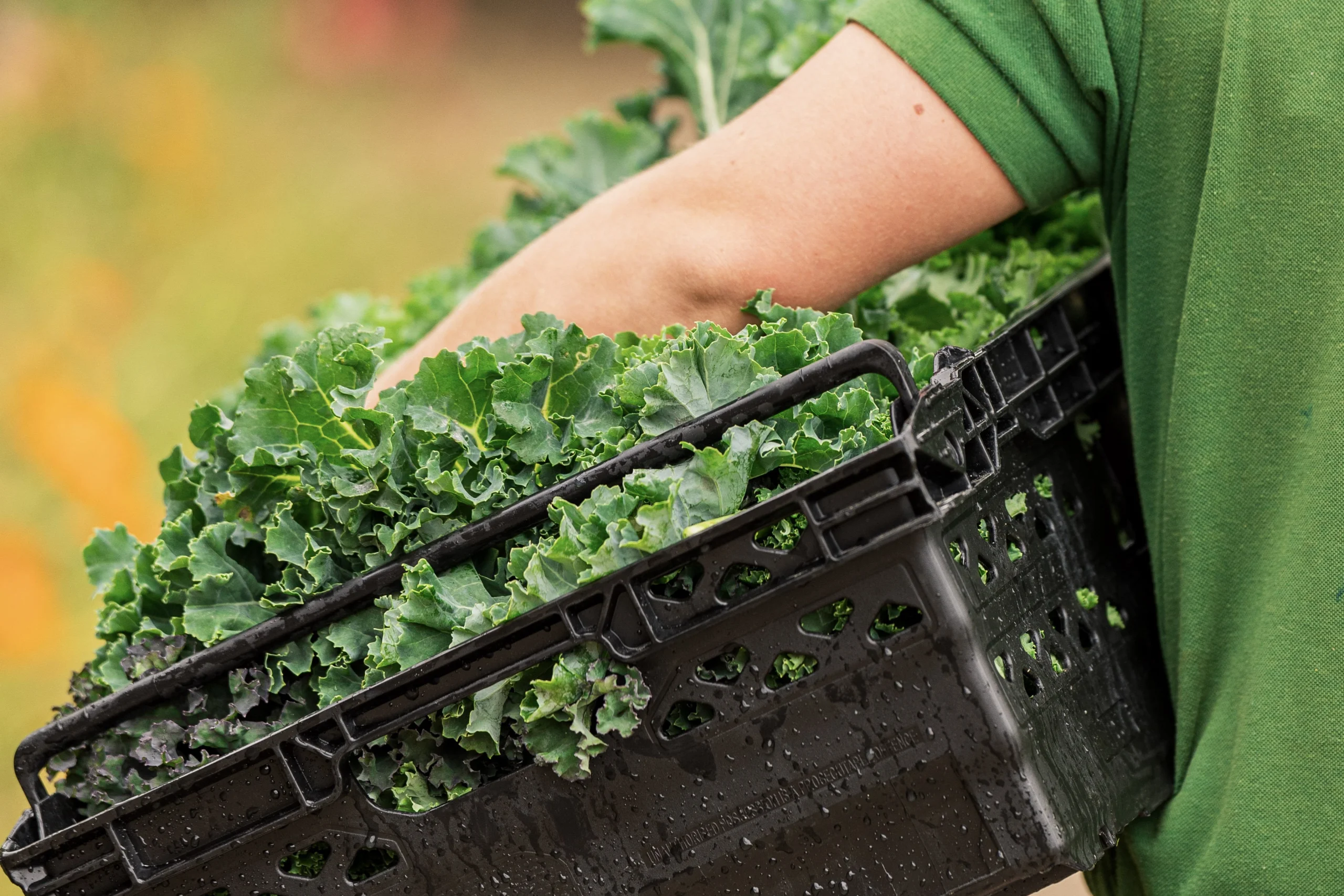 a plastic carrier of kale grown in the kitchen garden at doddington hall