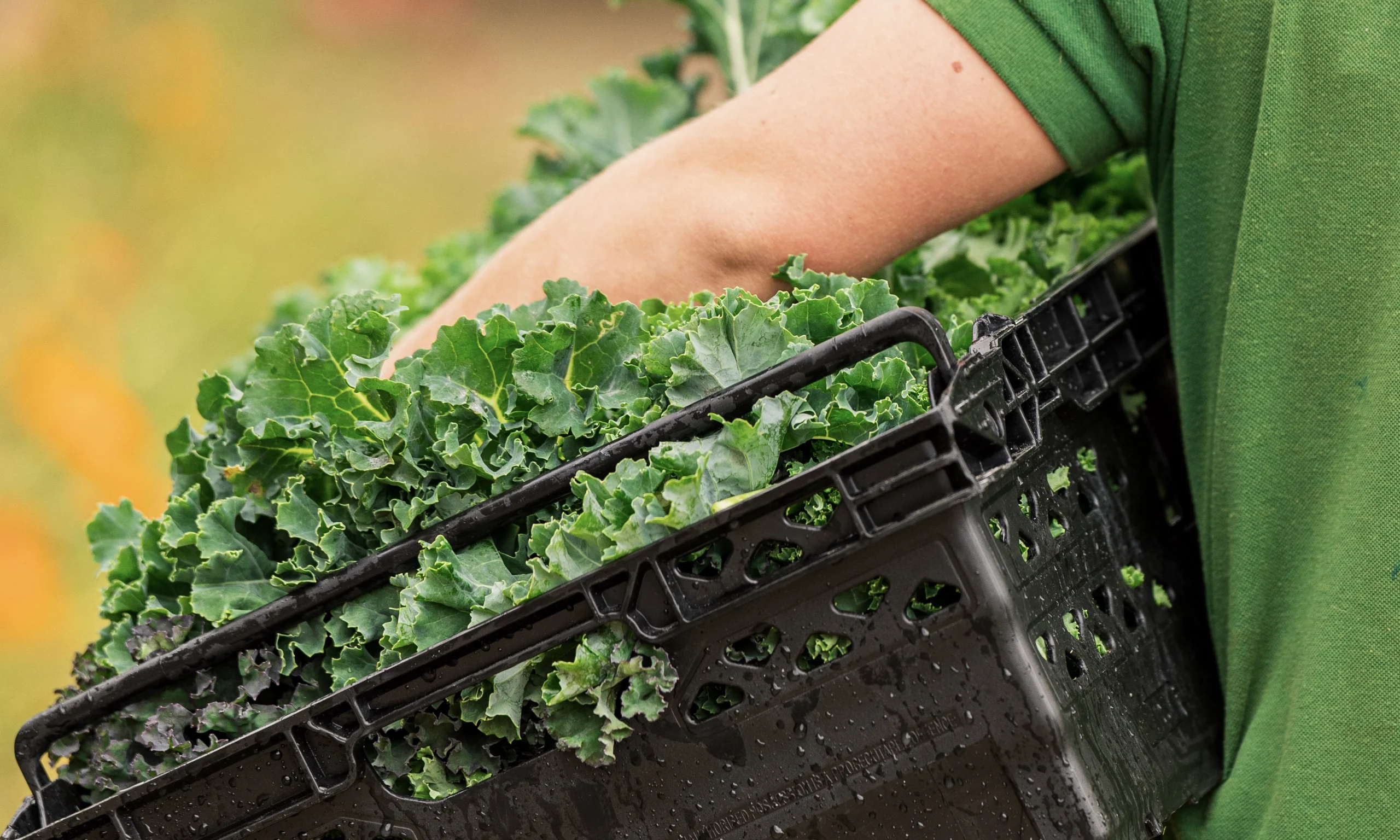 a plastic carrier of kale grown in the kitchen garden at doddington hall