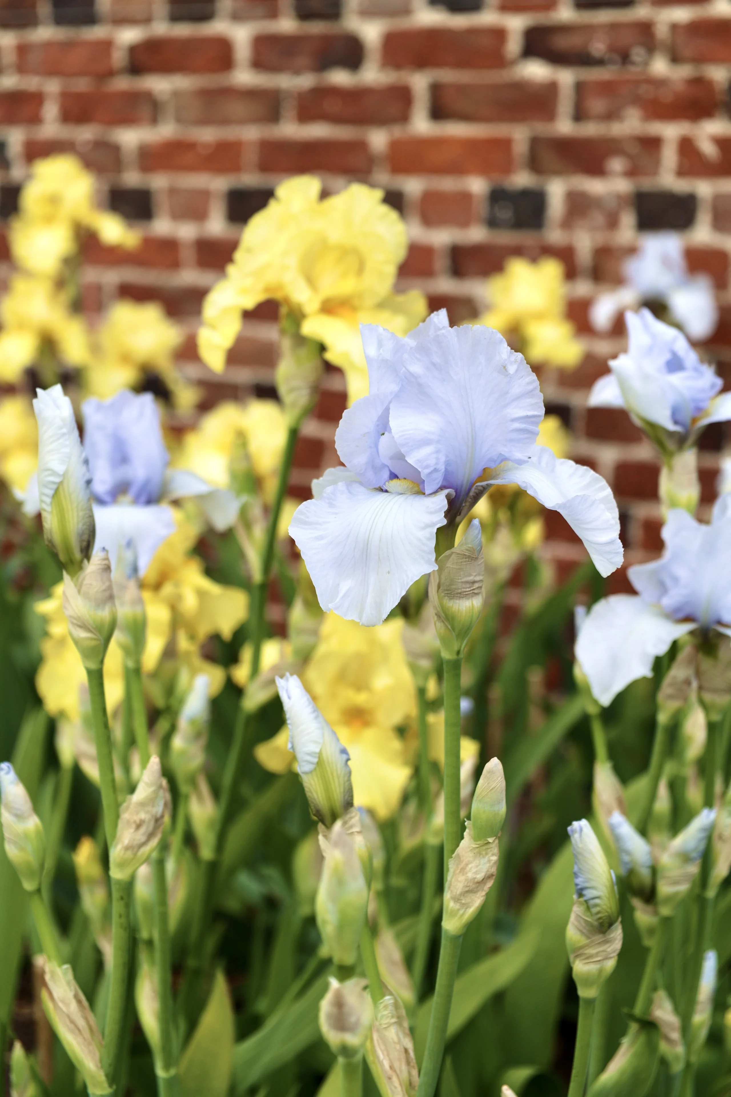 yellow and blue bearded iris at doddington hall