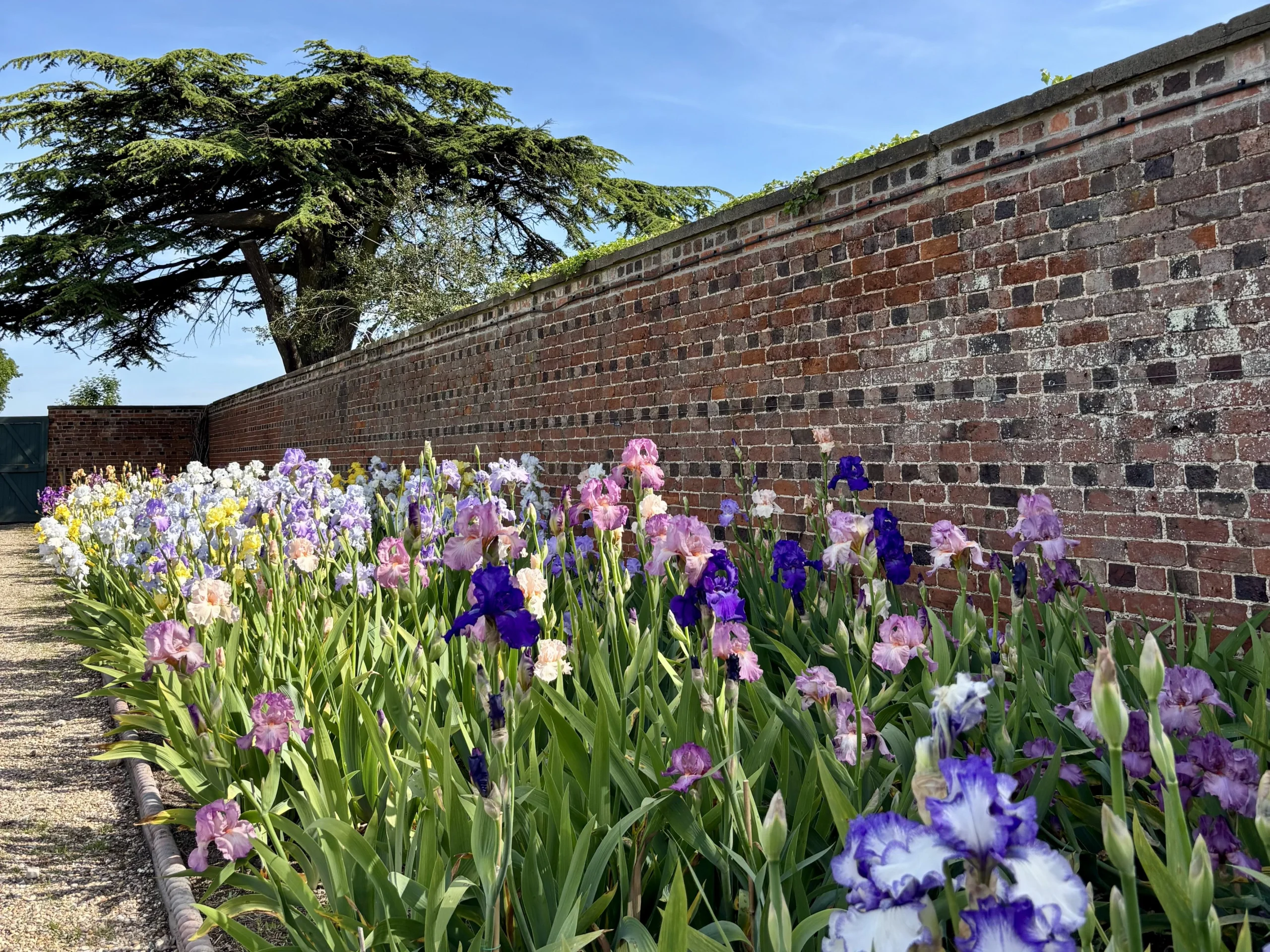 bearded irises at doddington hall