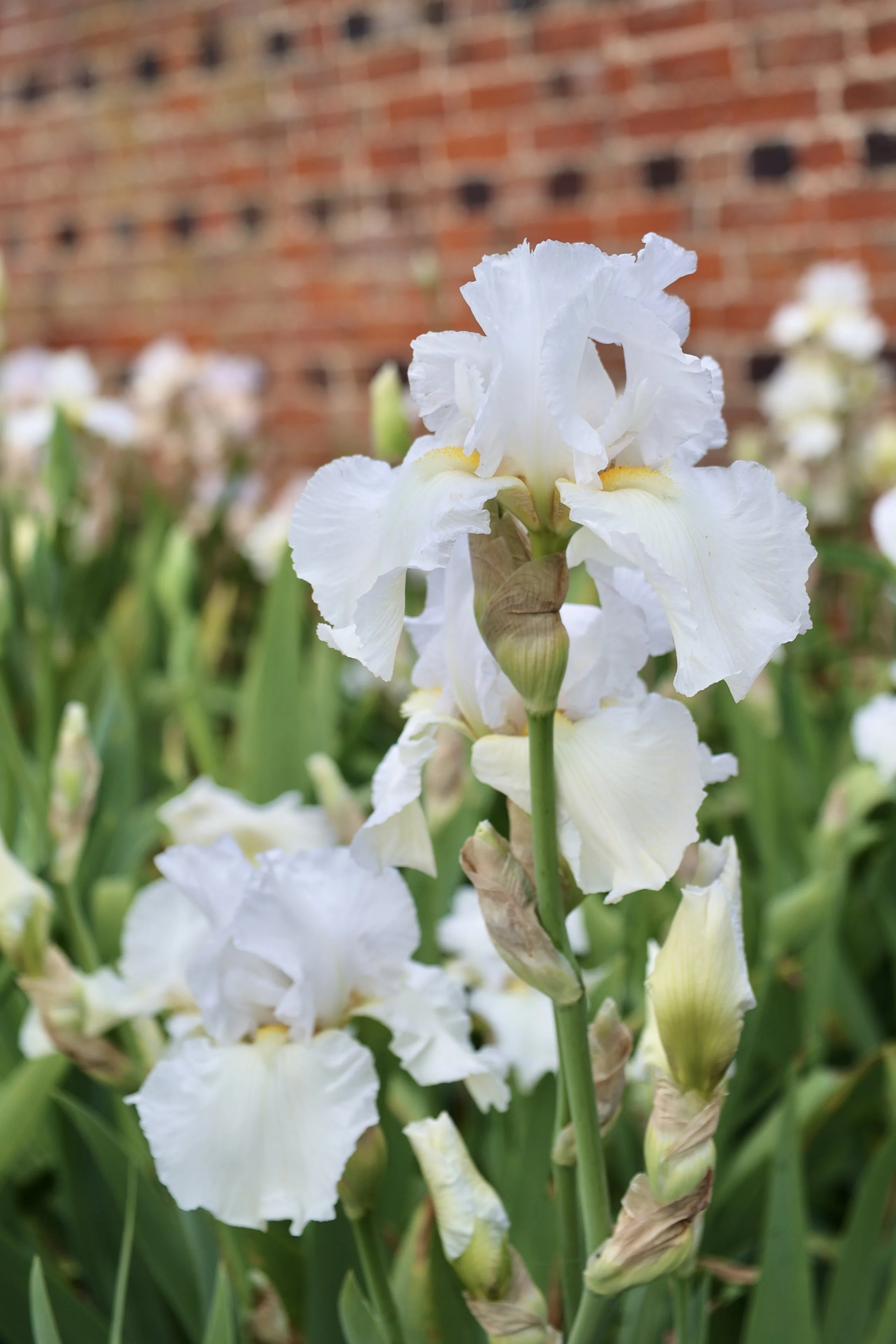a white bearded iris at doddington hall