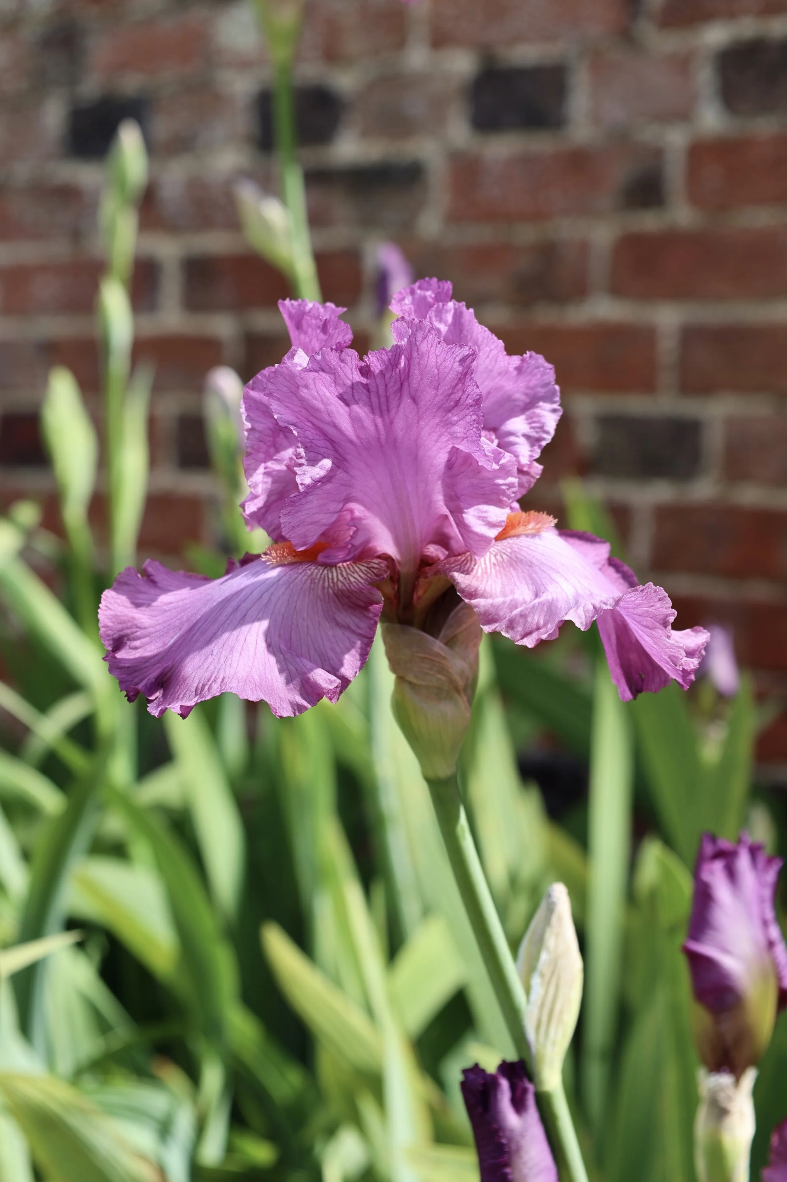 a pink bearded iris at doddington hall