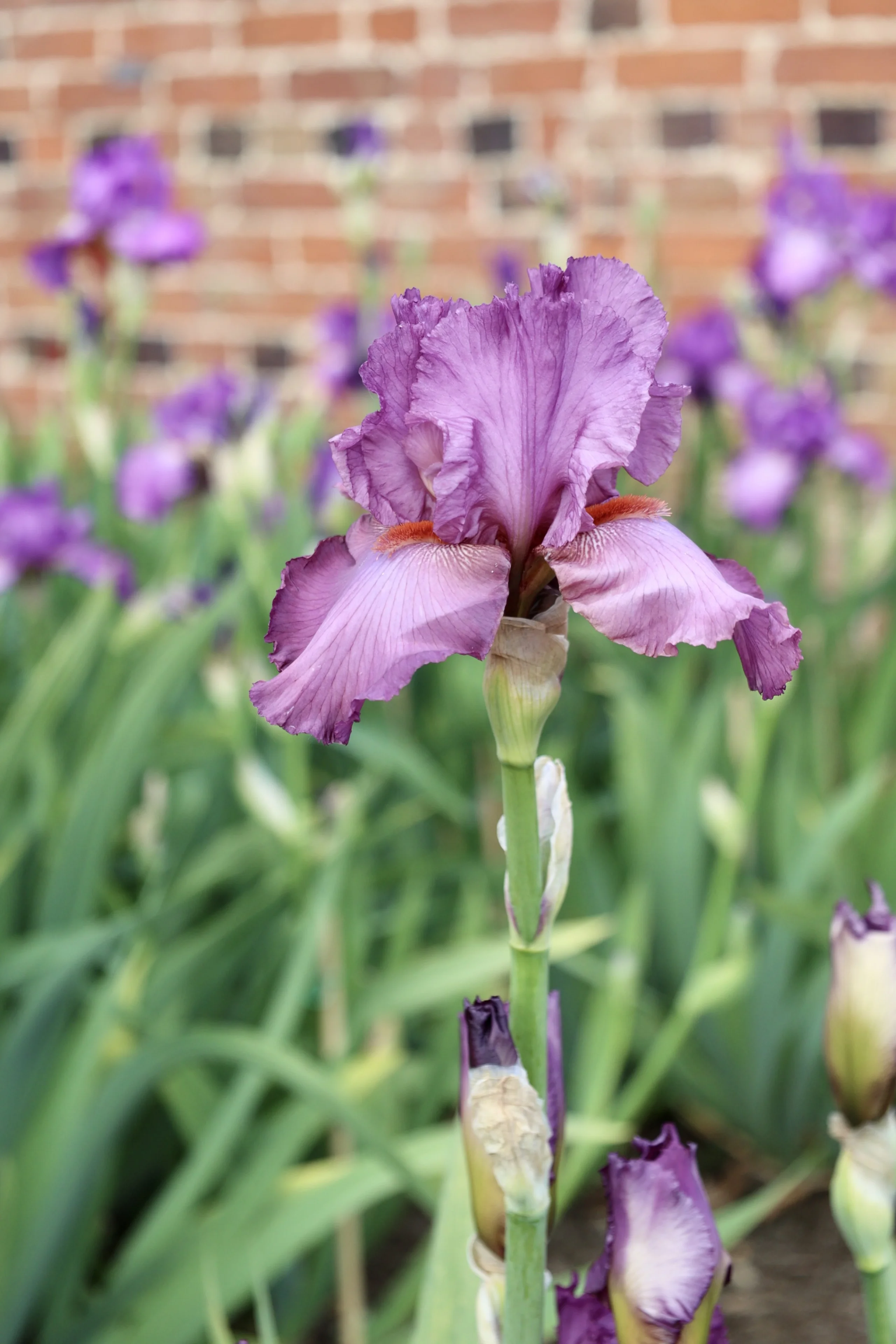 a pink bearded iris at doddington hall