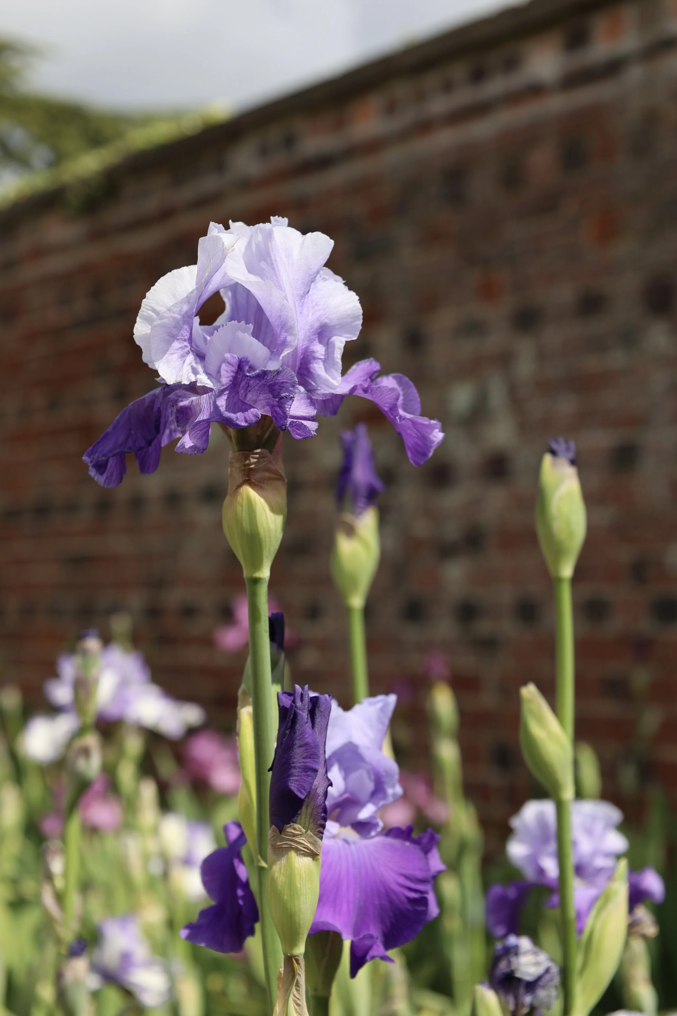 a purple bearded iris at doddington hall