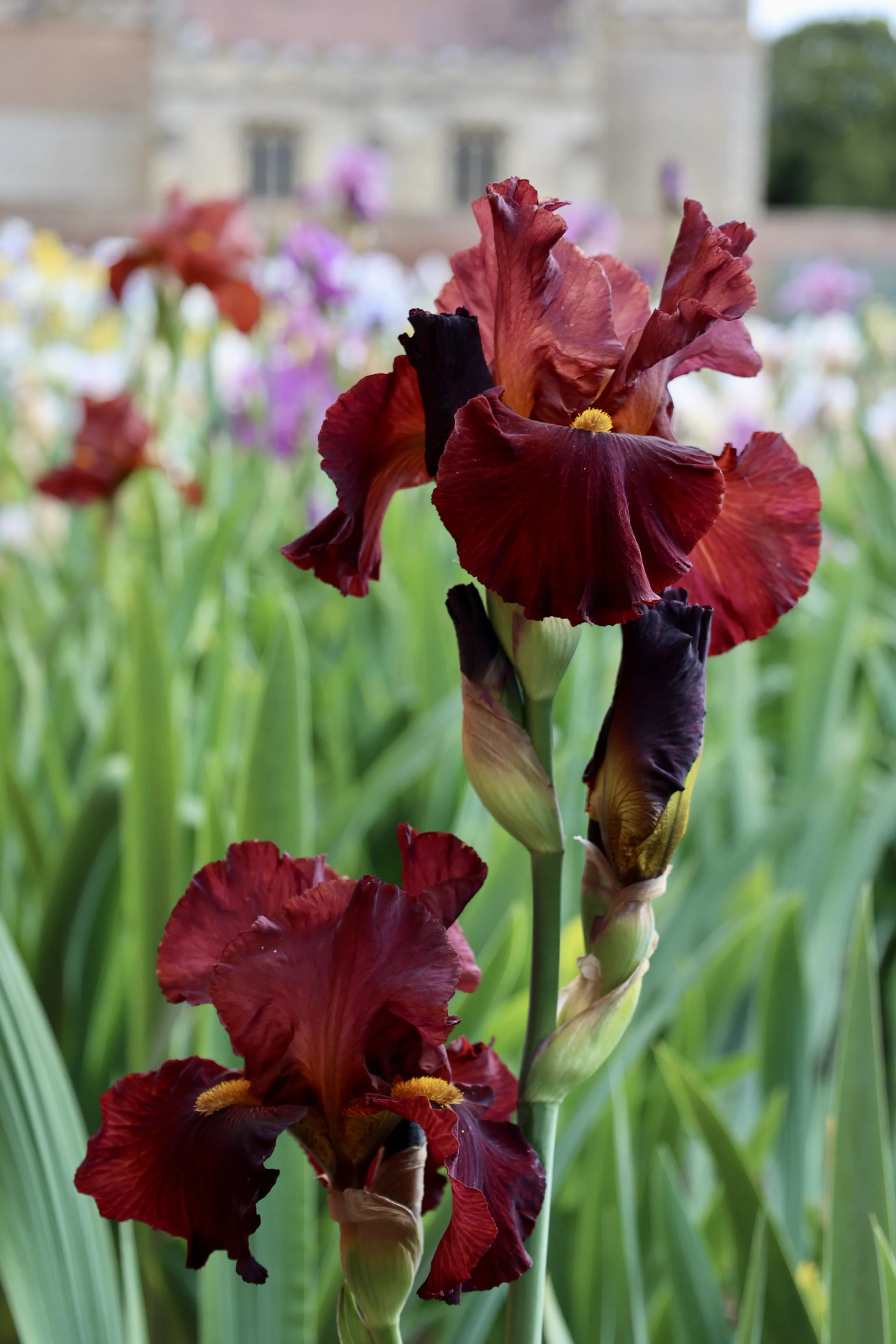 a red bearded iris at doddington hall