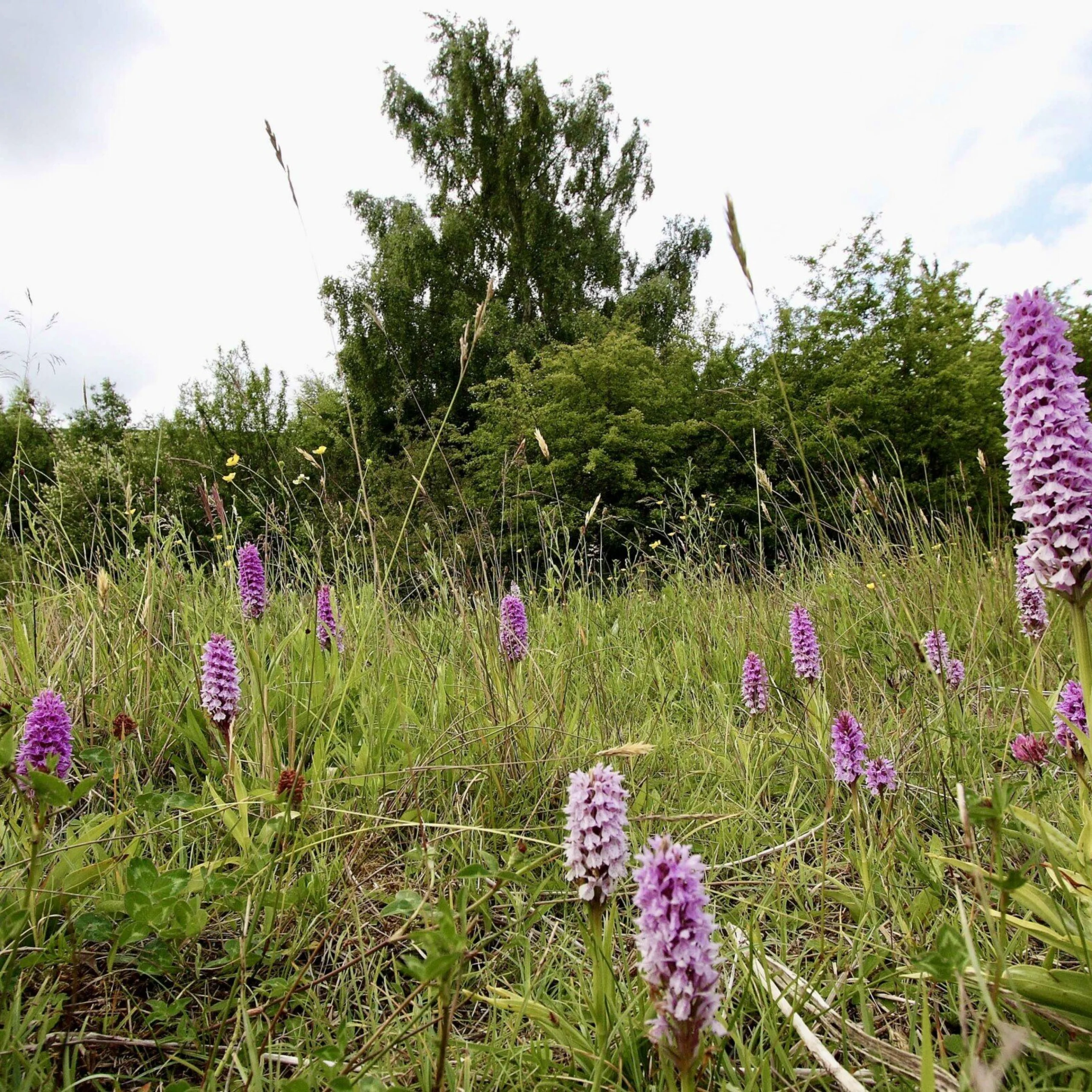 blooming purple orchids in the grounds of doddington hall