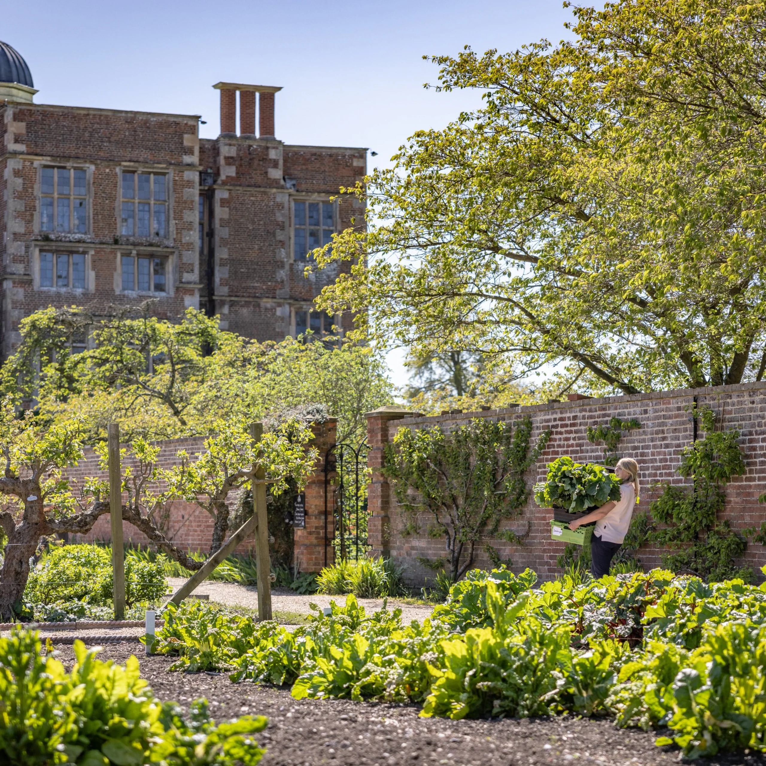 view of the kitchen garden at doddington hall with the elizabethan hall in the background