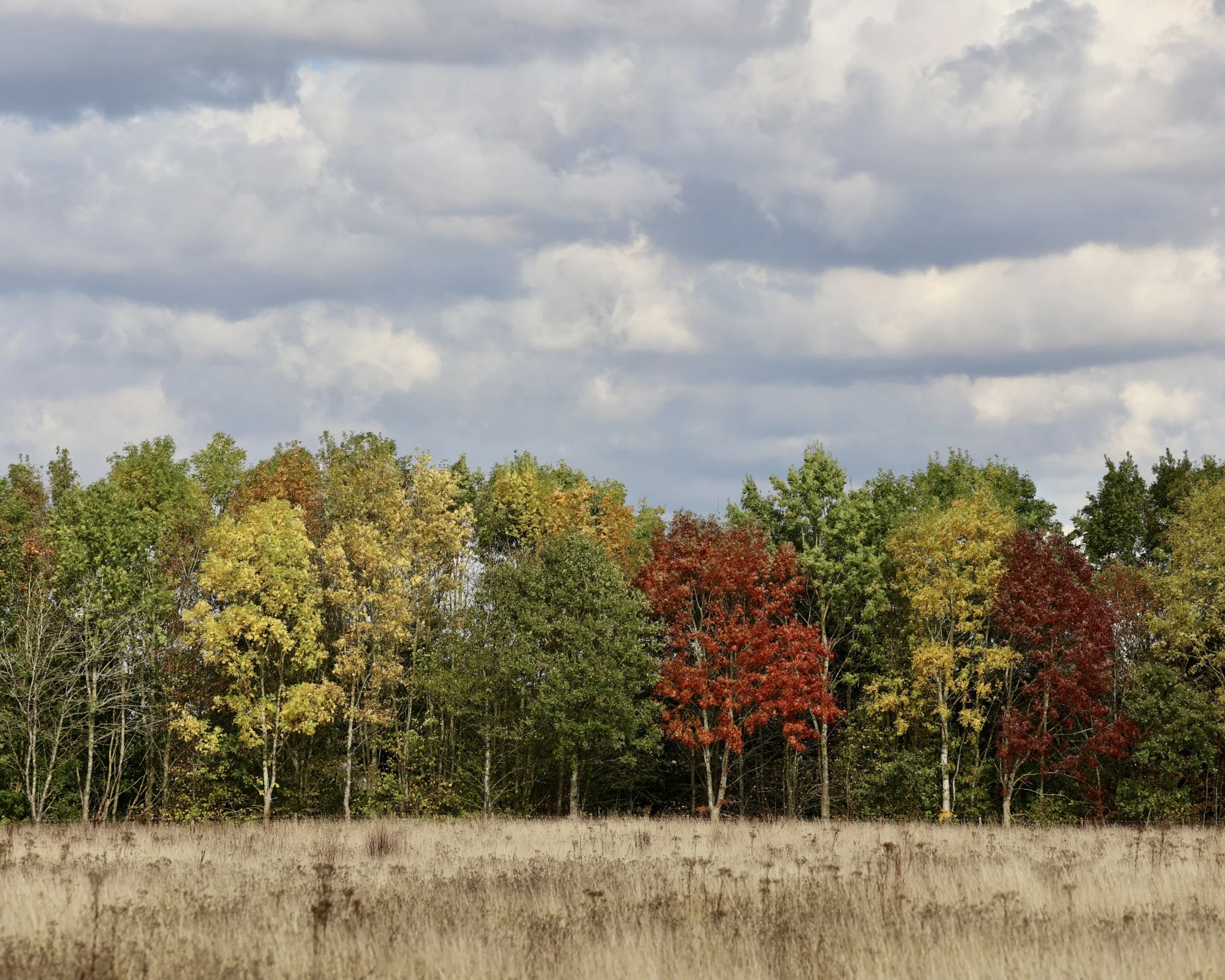a view of autumnal trees on the doddington hall estate