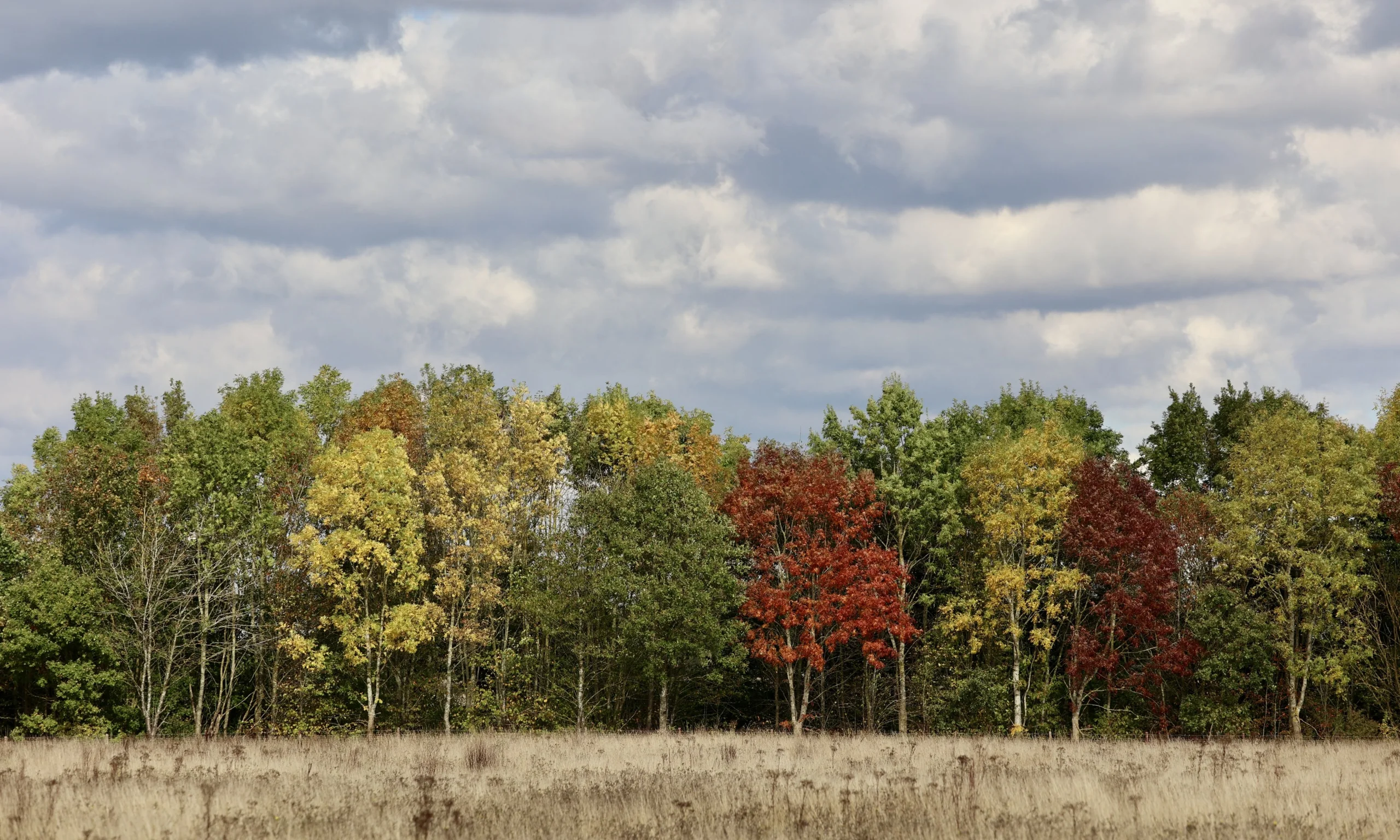 a view of autumnal trees on the doddington hall estate