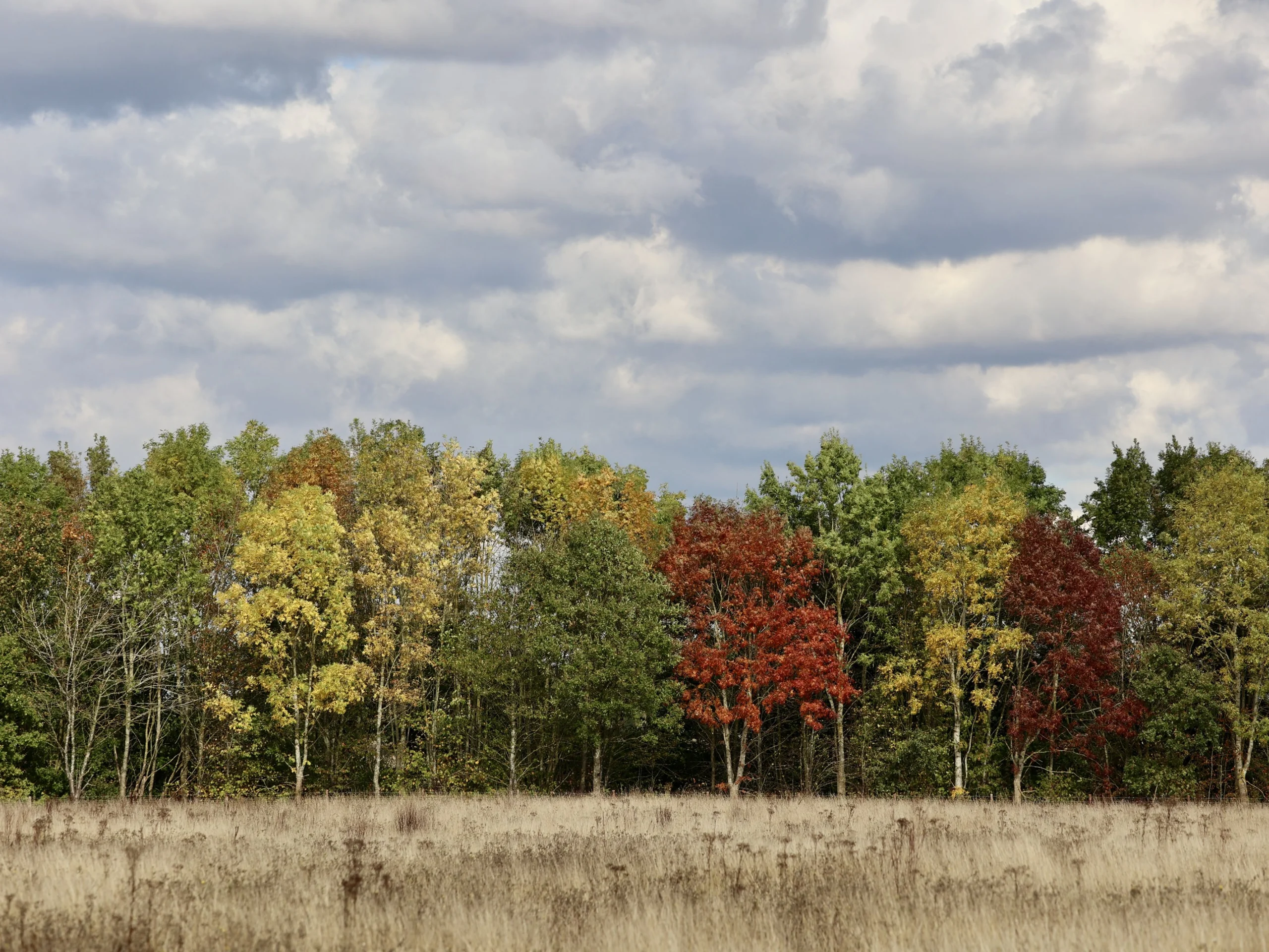 a view of autumnal trees on the doddington hall estate