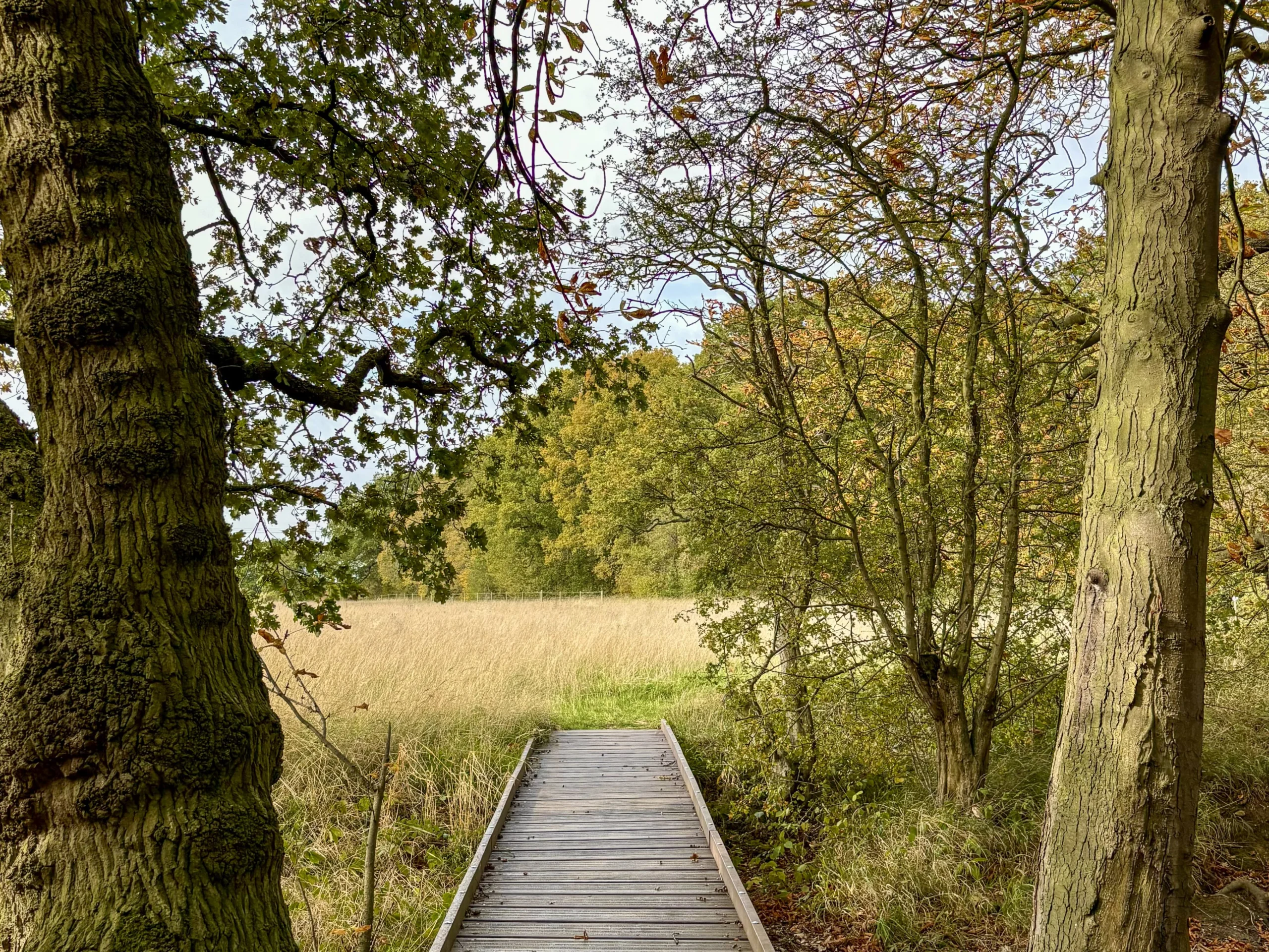 view from one of the wilder walks at doddington hall