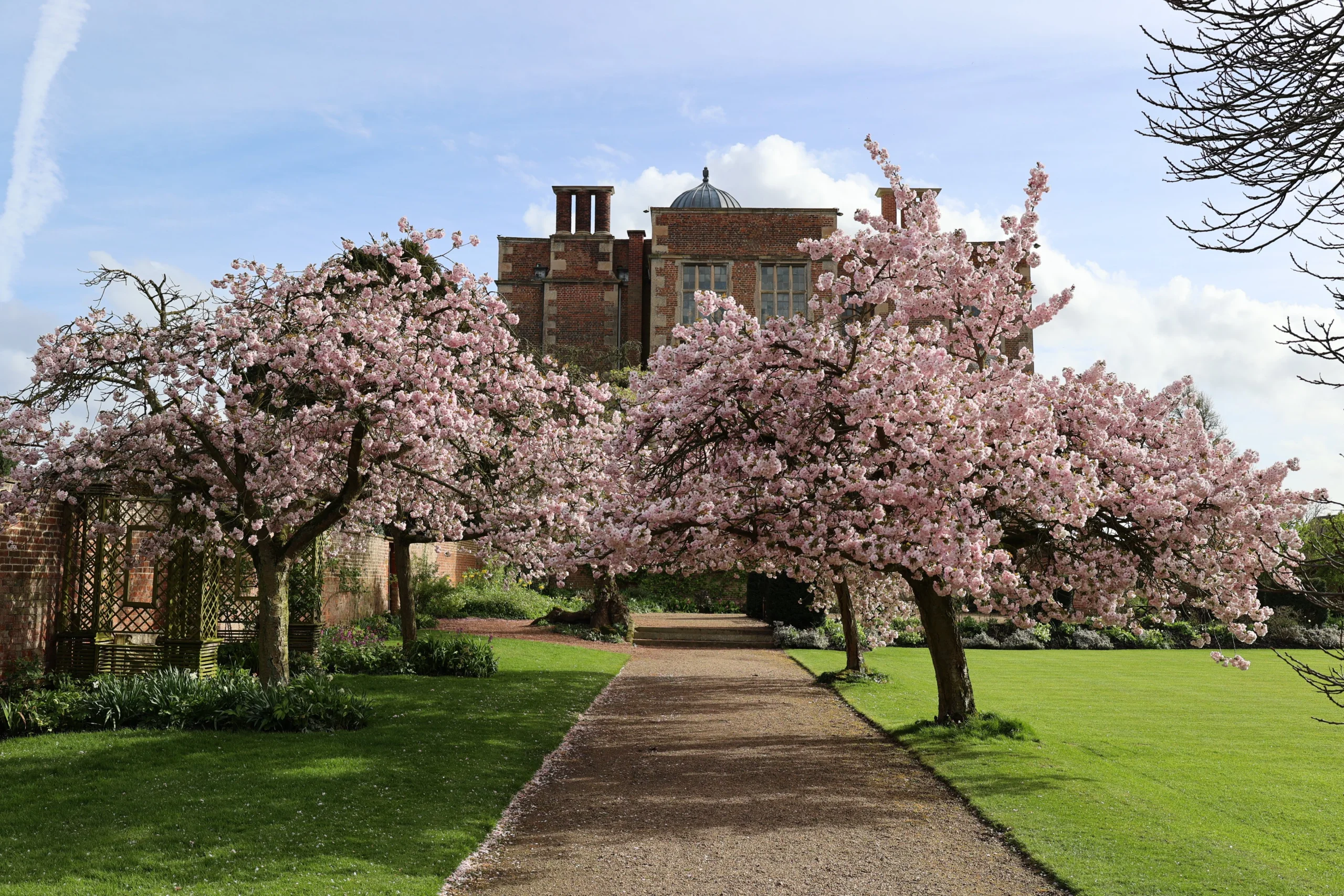 cherry blossom trees with doddington hall in the background