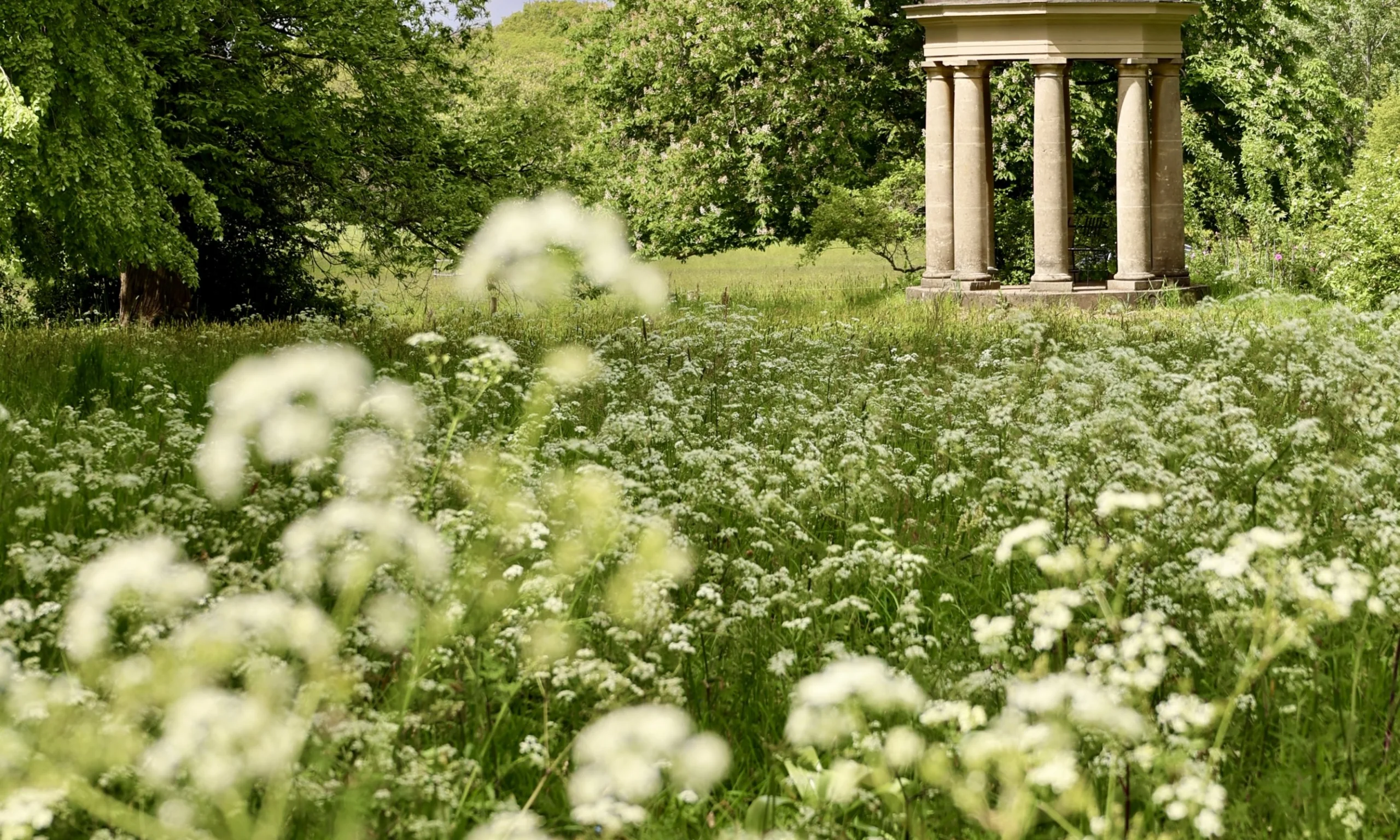 cow parsley in the foreground of the garden at doddington hall