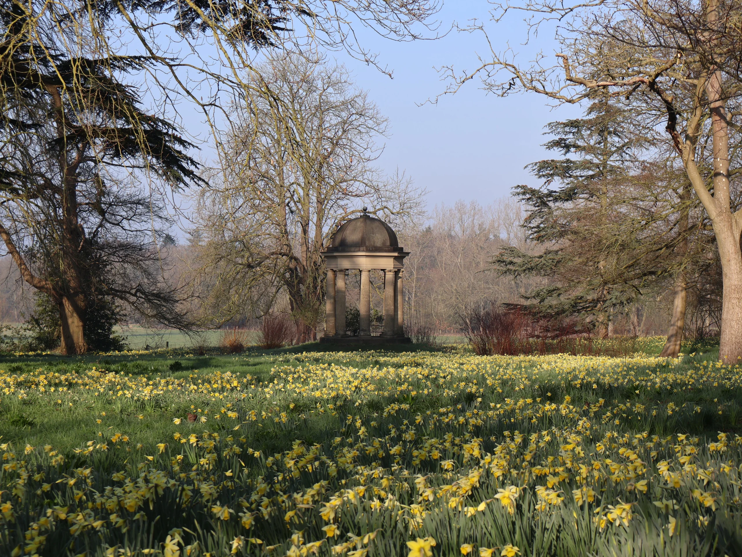 the temple of the winds in the background of a field of yellow daffodils