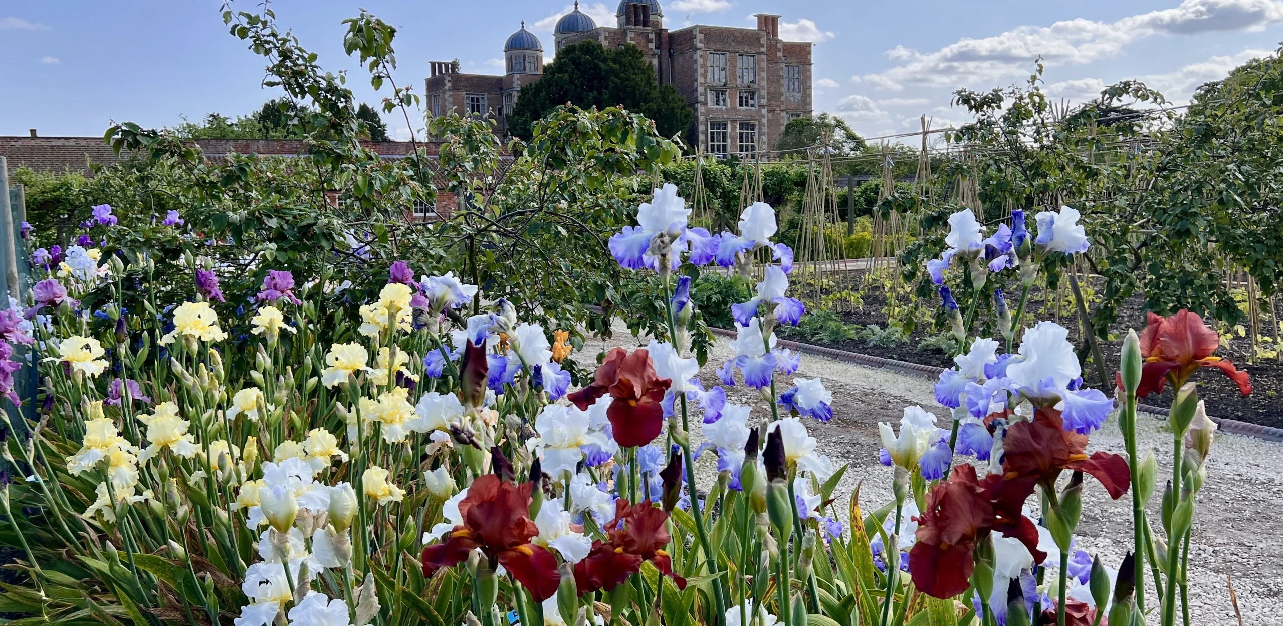 the kitchen garden at doddington hall with colourful irises in the foreground