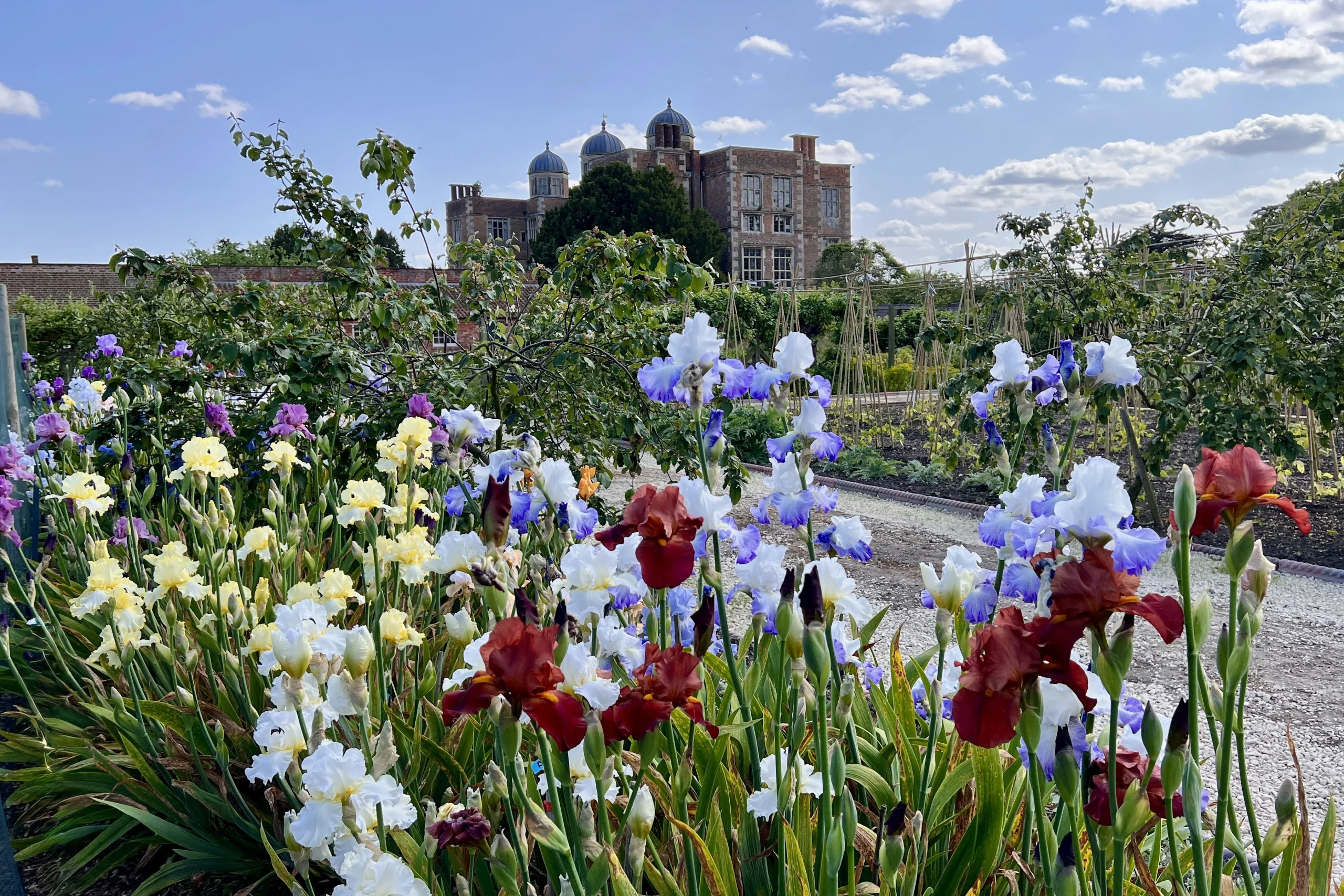 the kitchen garden at doddington hall with colourful irises in the foreground