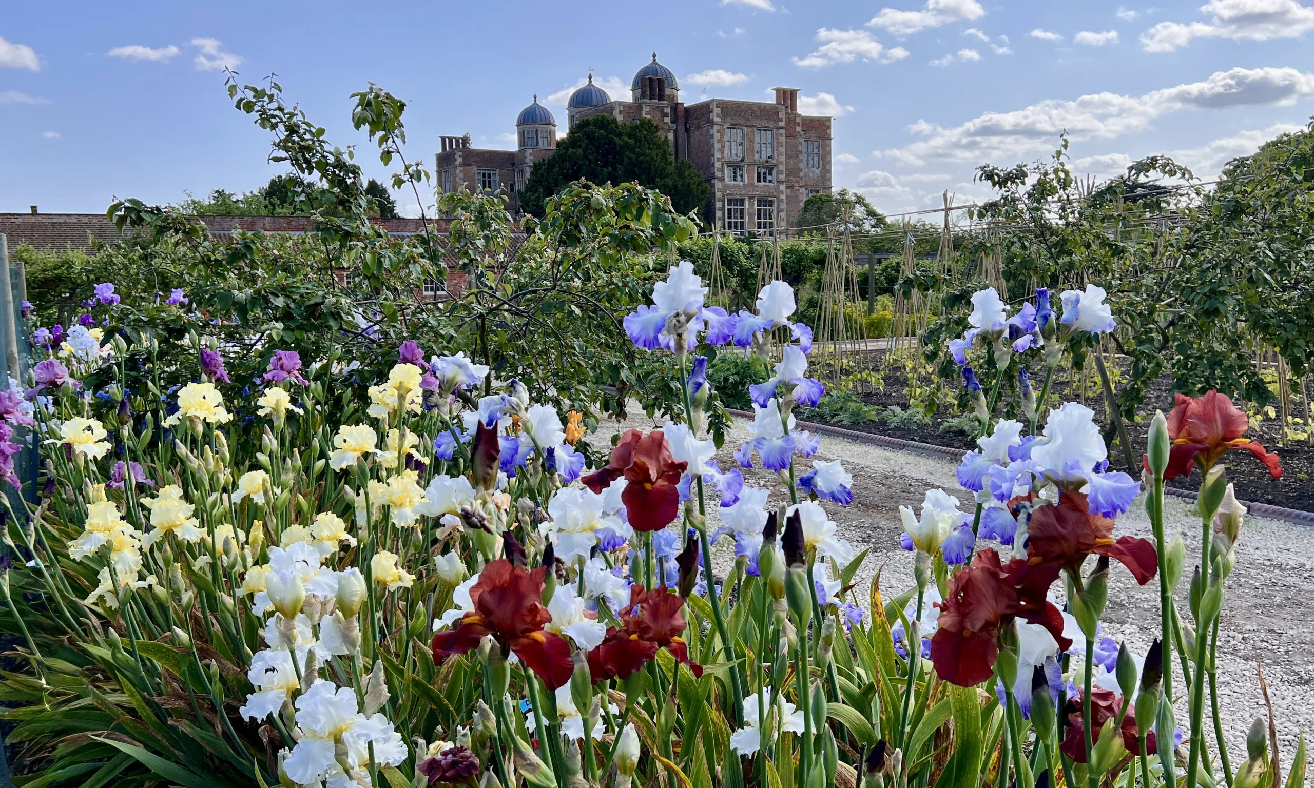 the kitchen garden at doddington hall with colourful irises in the foreground
