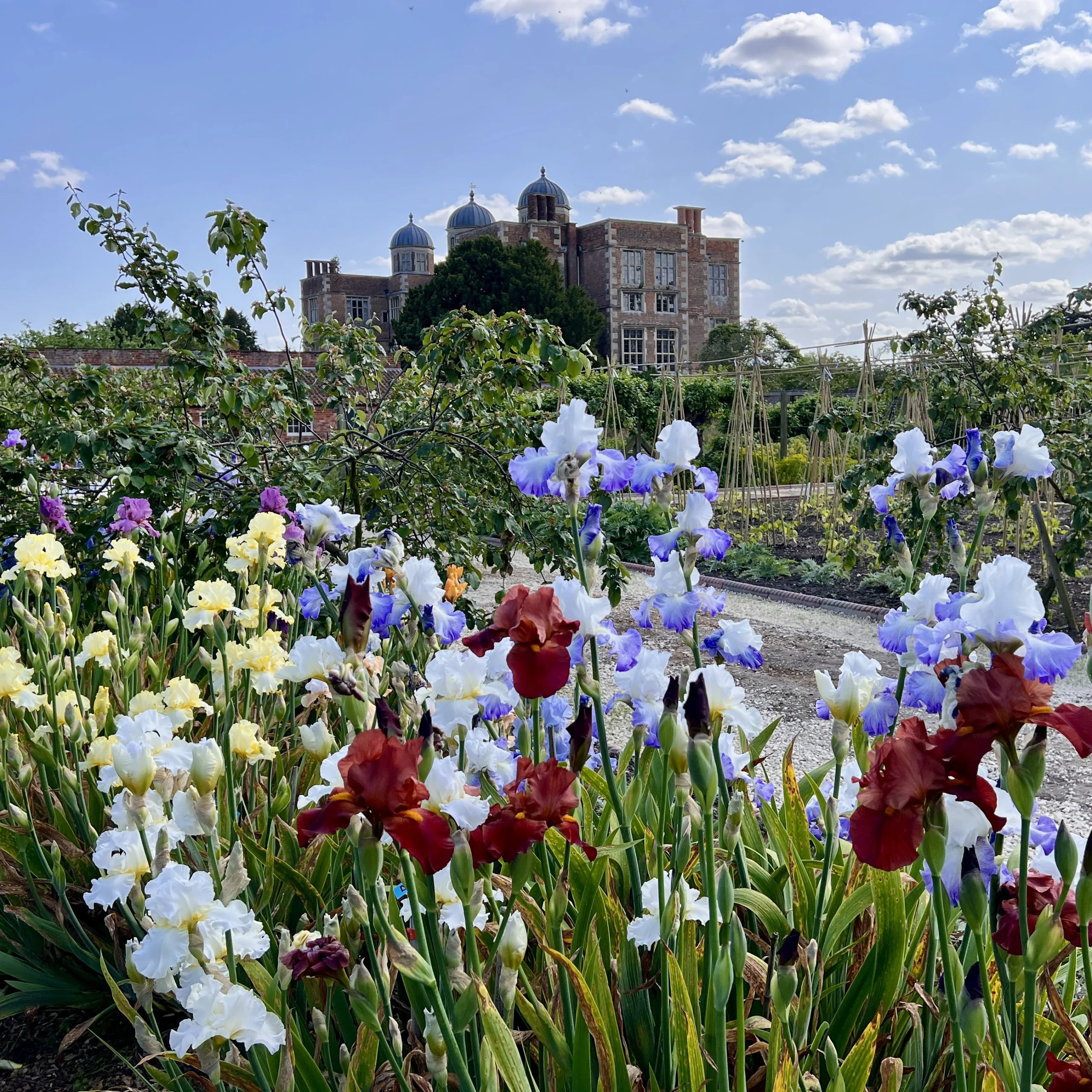 the kitchen garden at doddington hall with colourful irises in the foreground