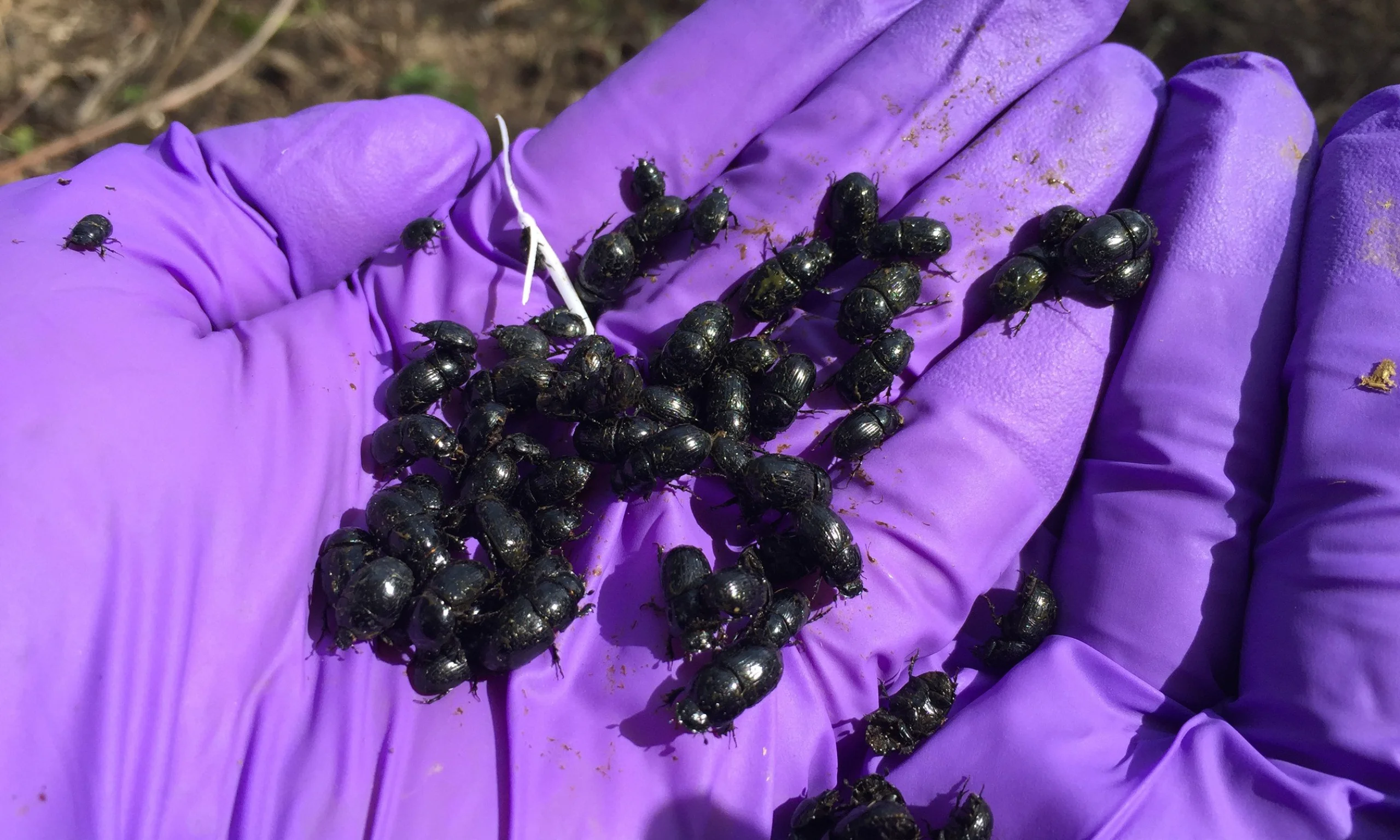 someone wearing purple gloves holding dung beetles