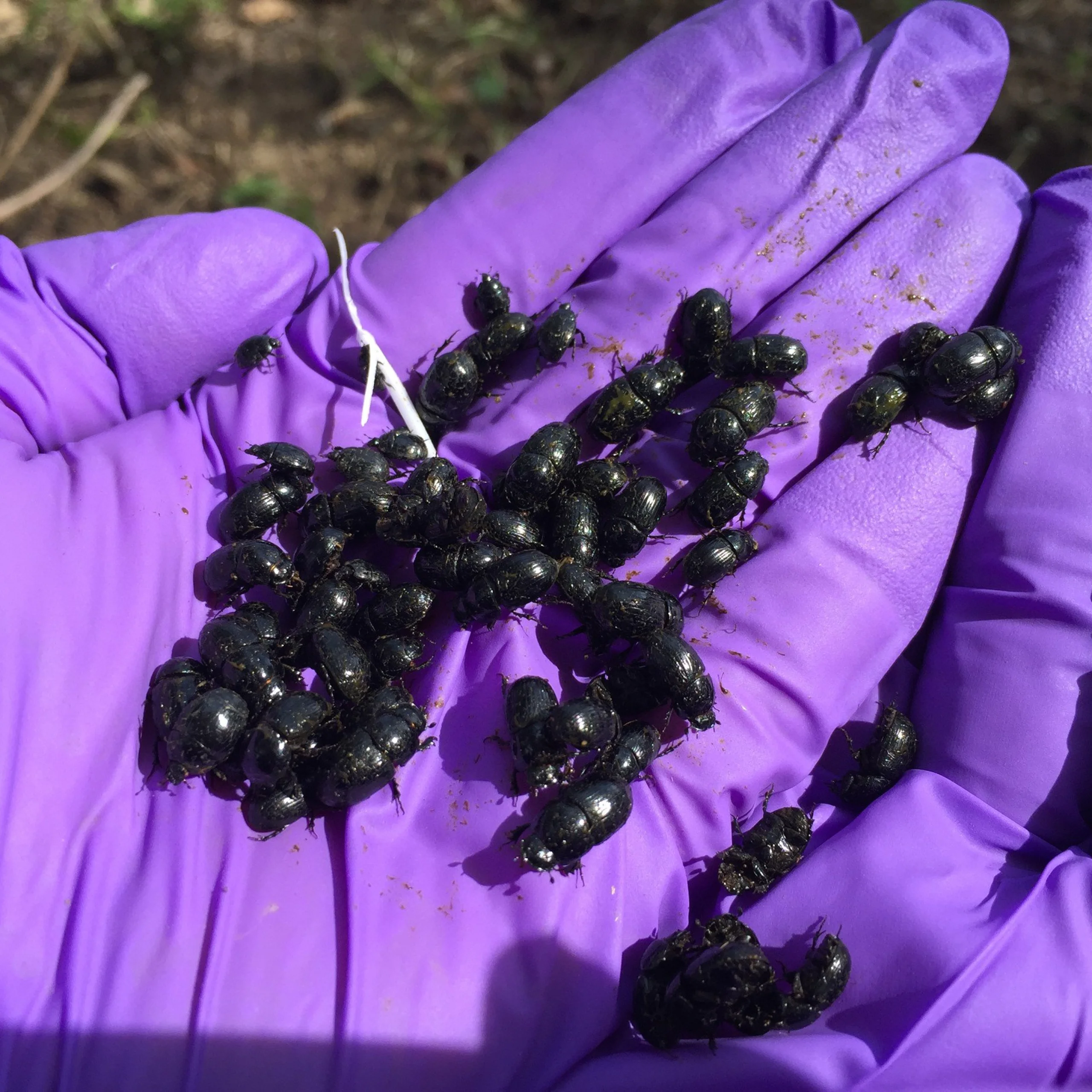 someone wearing purple gloves holding dung beetles