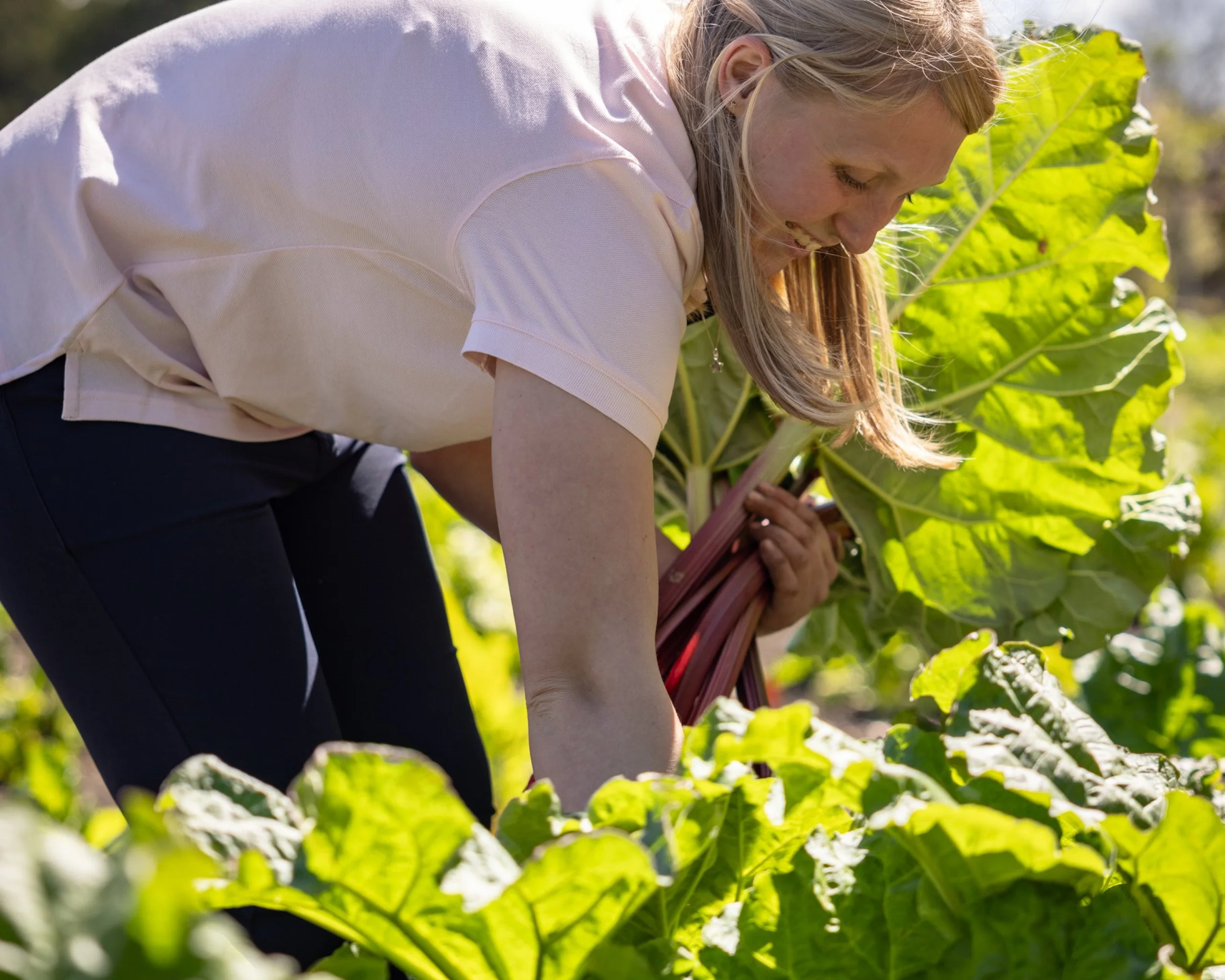 a lady smiling and picking rhubarb from the kitchen garden at doddington hall