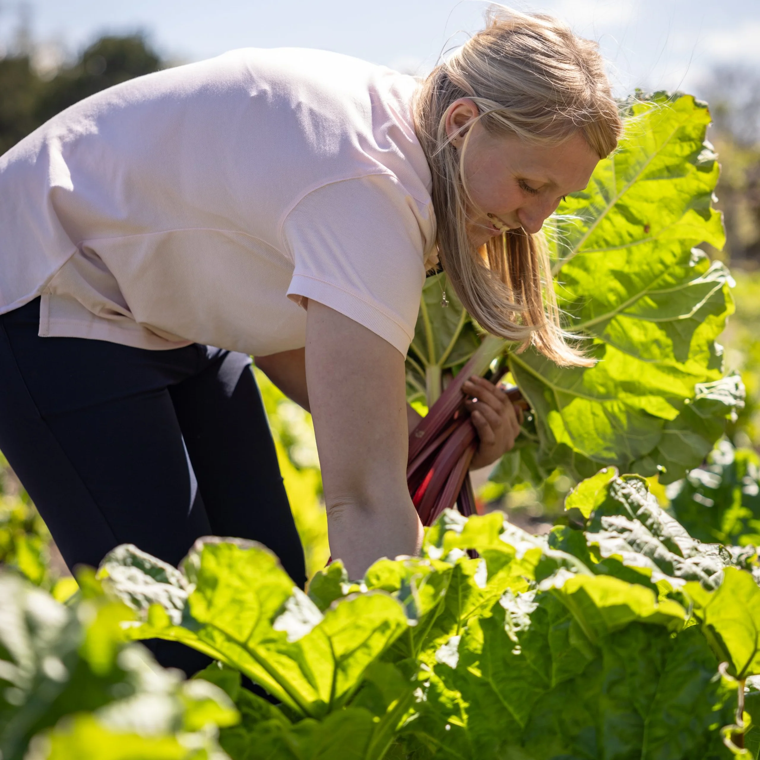 a lady smiling and picking rhubarb from the kitchen garden at doddington hall