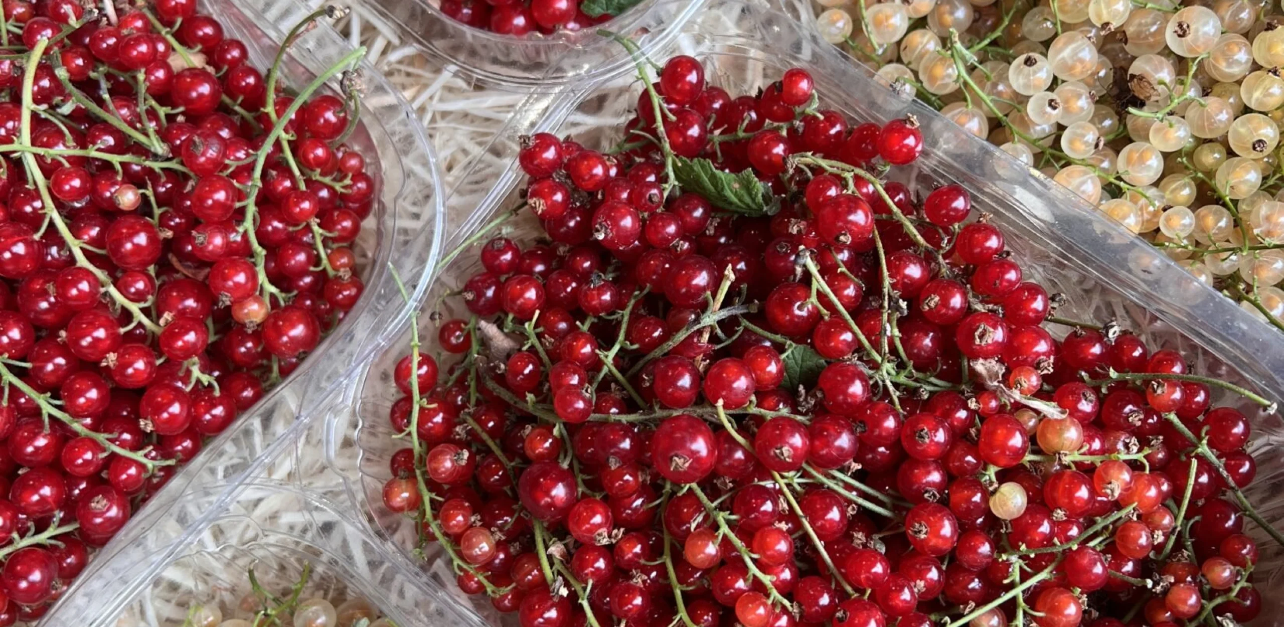 punnets of redcurrants