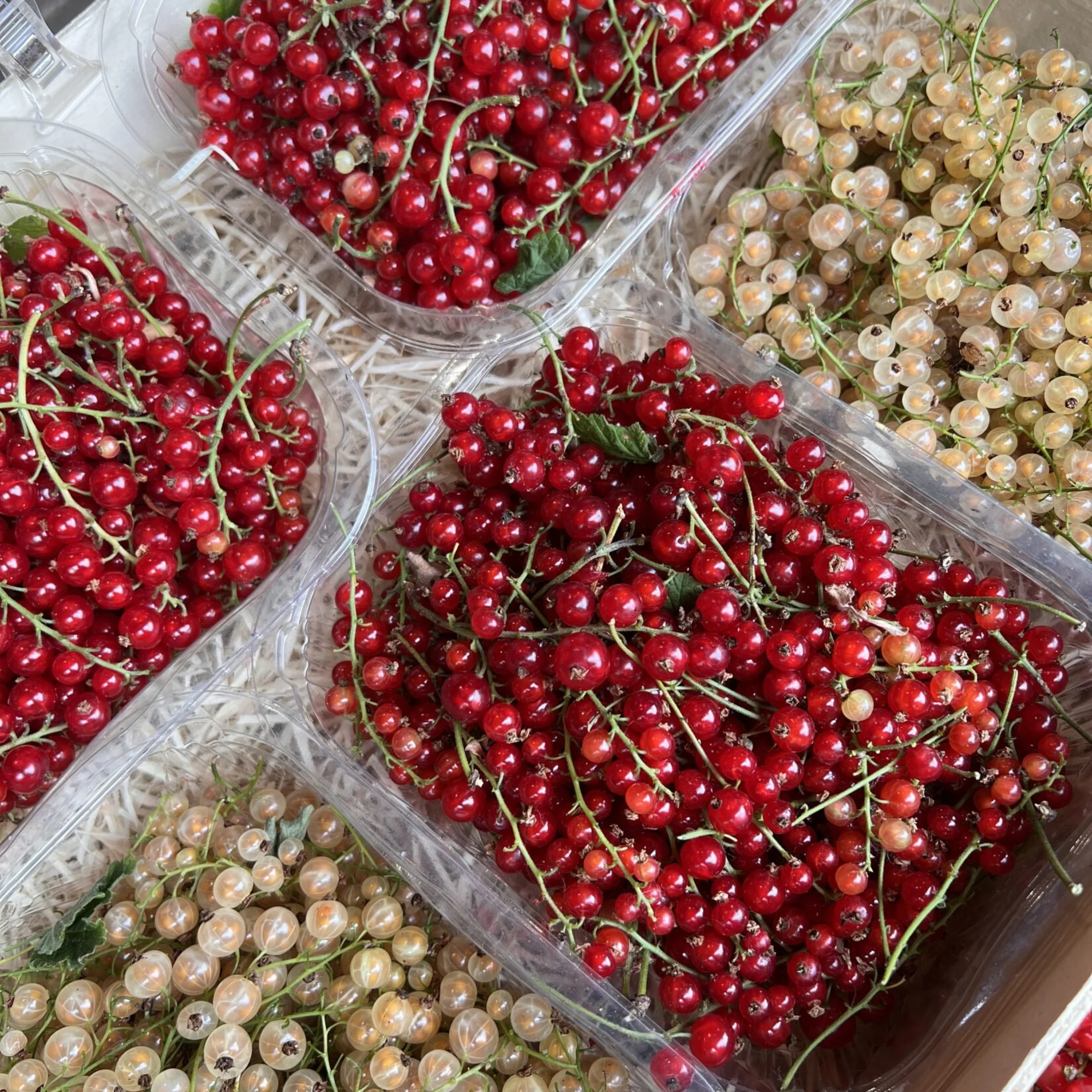 punnets of redcurrants
