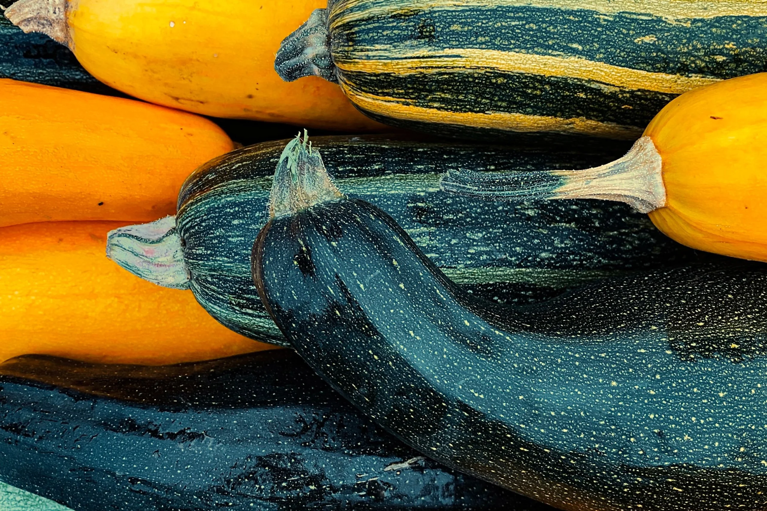 mixed colours of courgettes